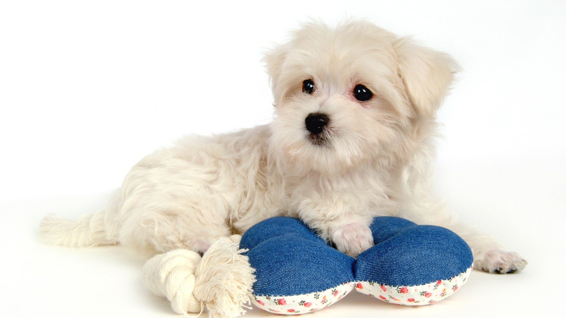 Fluffy little dog wallpaper #42 - 1920x1080