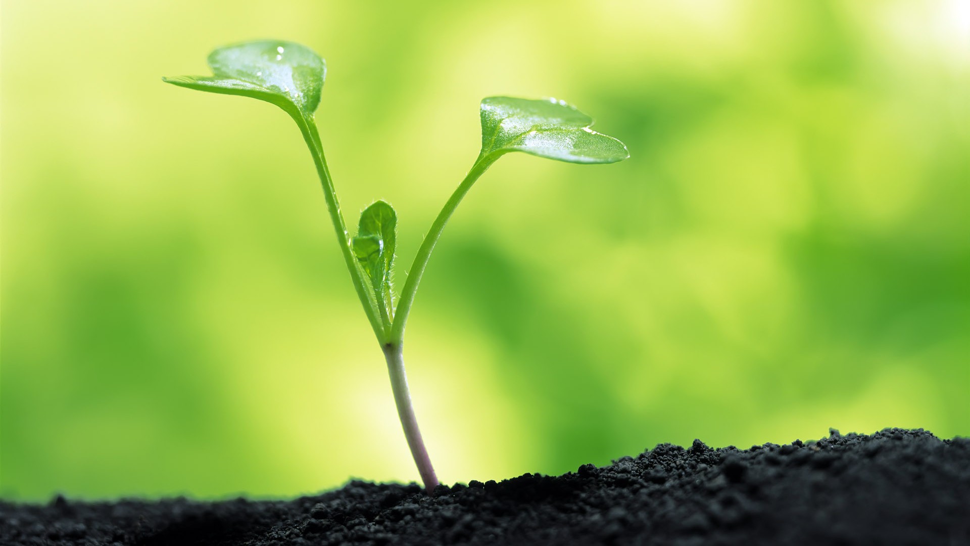 Sprout leaves HD Wallpaper (1) #7 - 1920x1080
