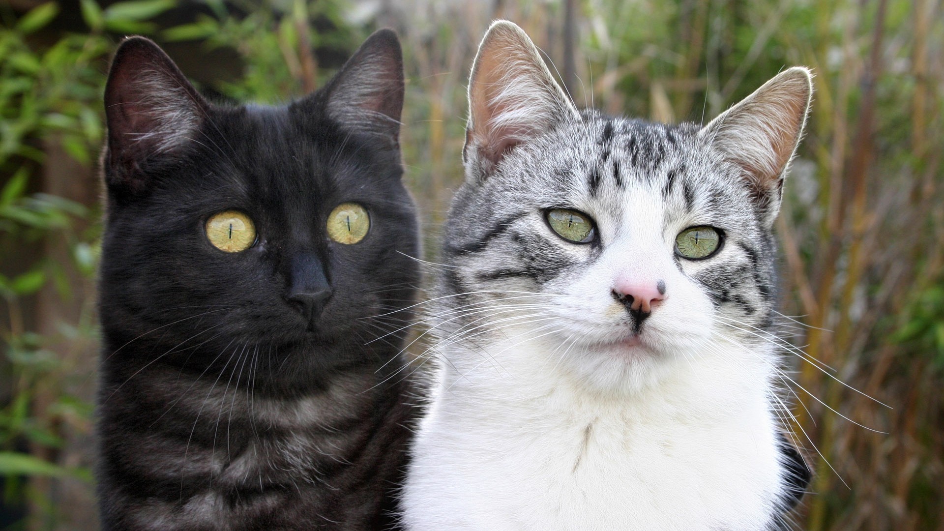 cat foto HD Tapety na plochu #30 - 1920x1080