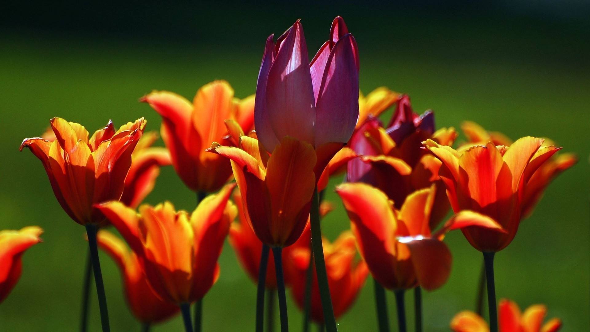 Fond d'écran HD de fleurs colorées #6 - 1920x1080