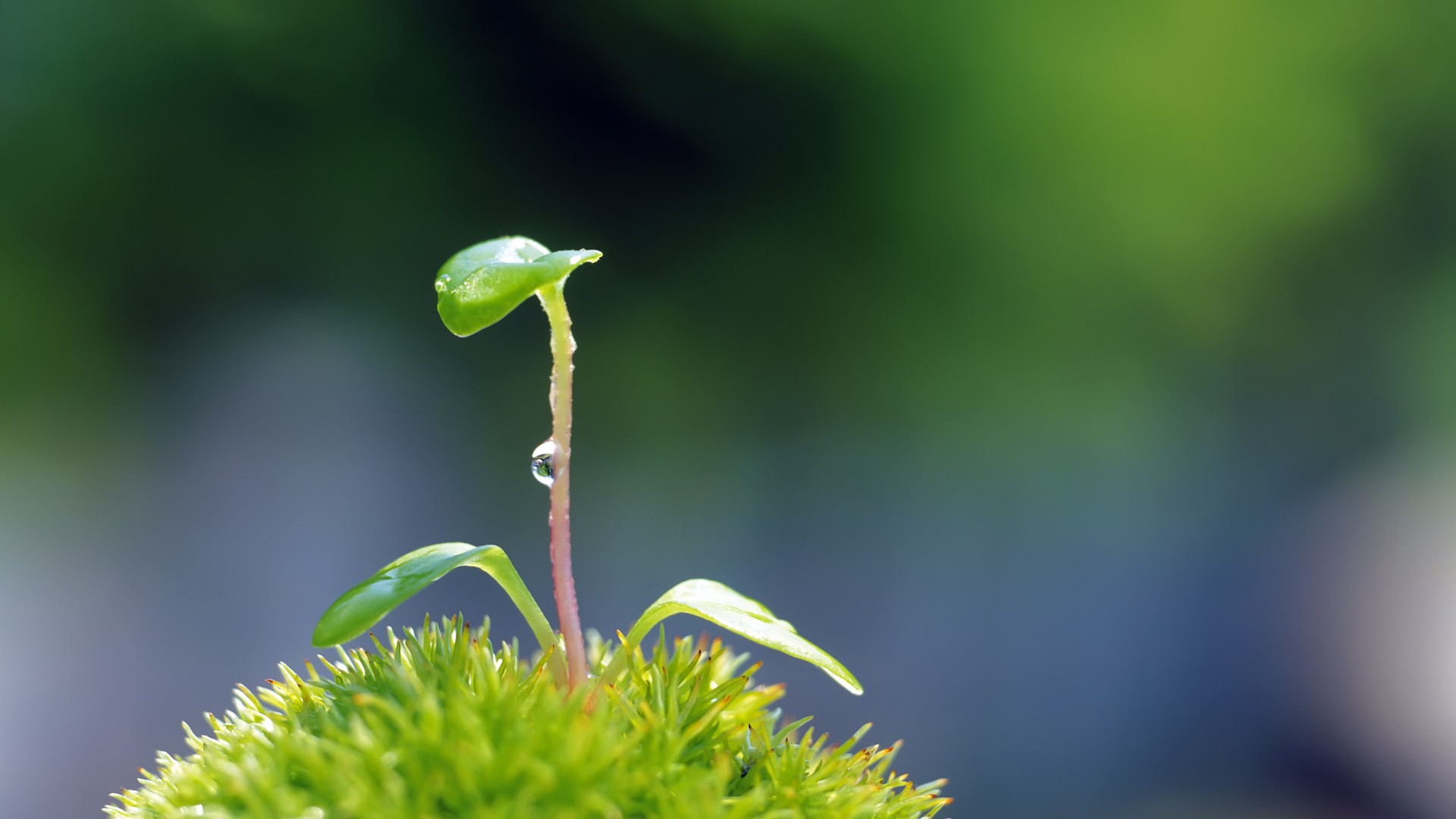 Sprout leaves HD Wallpaper (2) #37 - 1920x1080