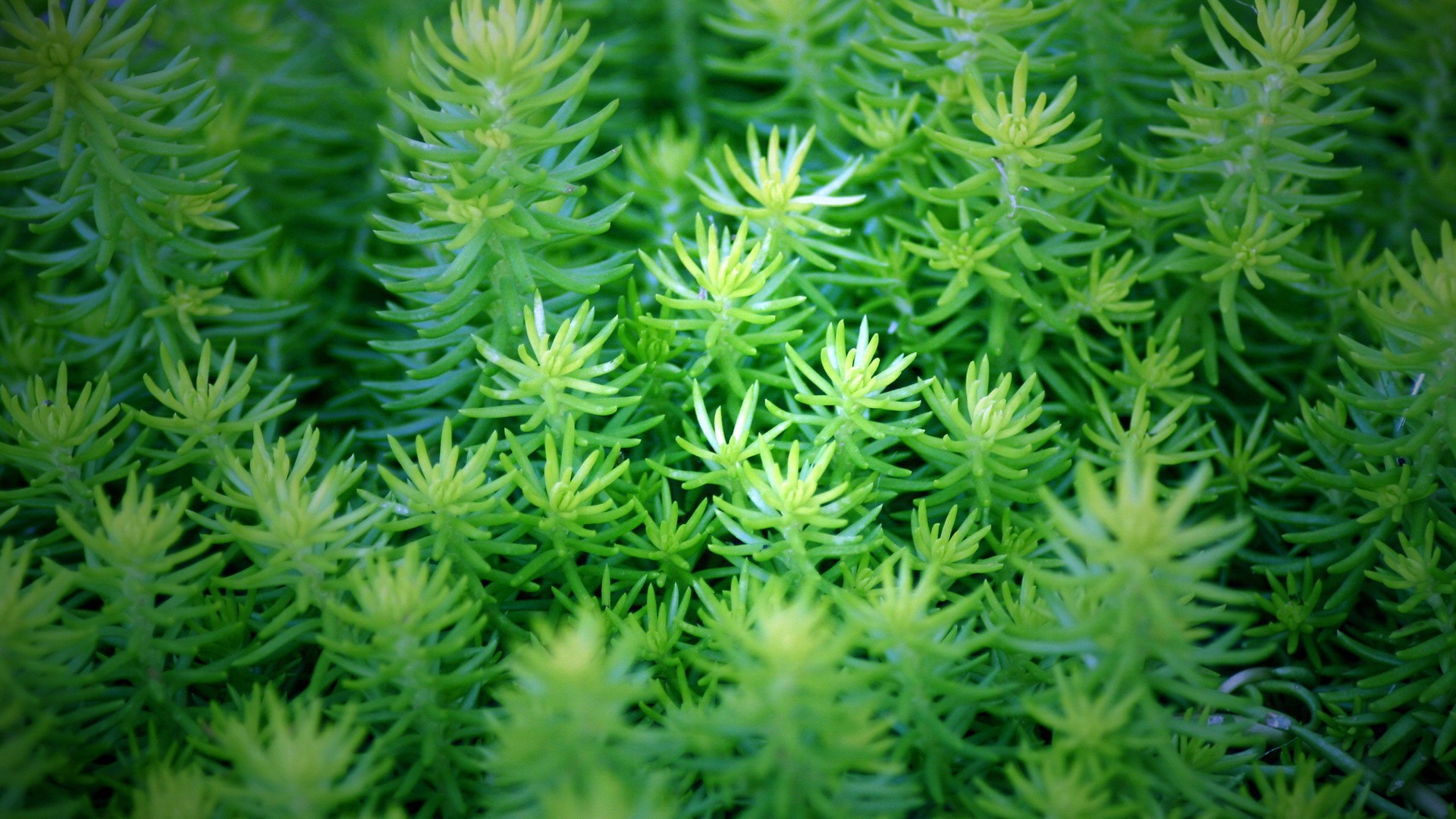 清新綠色植物壁紙 #8 - 1920x1080