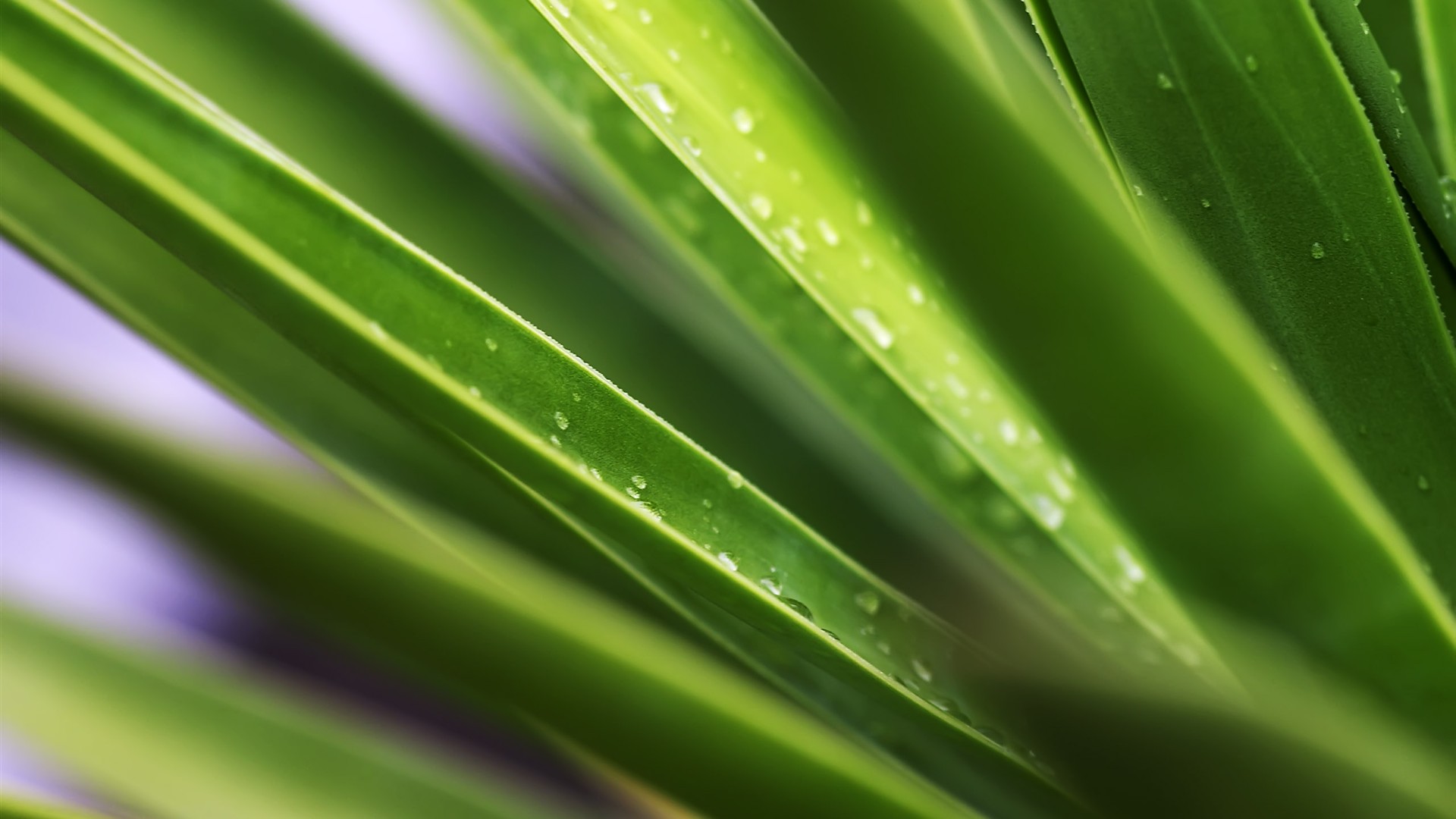超大葉脈花草高清壁紙 #30 - 1920x1080