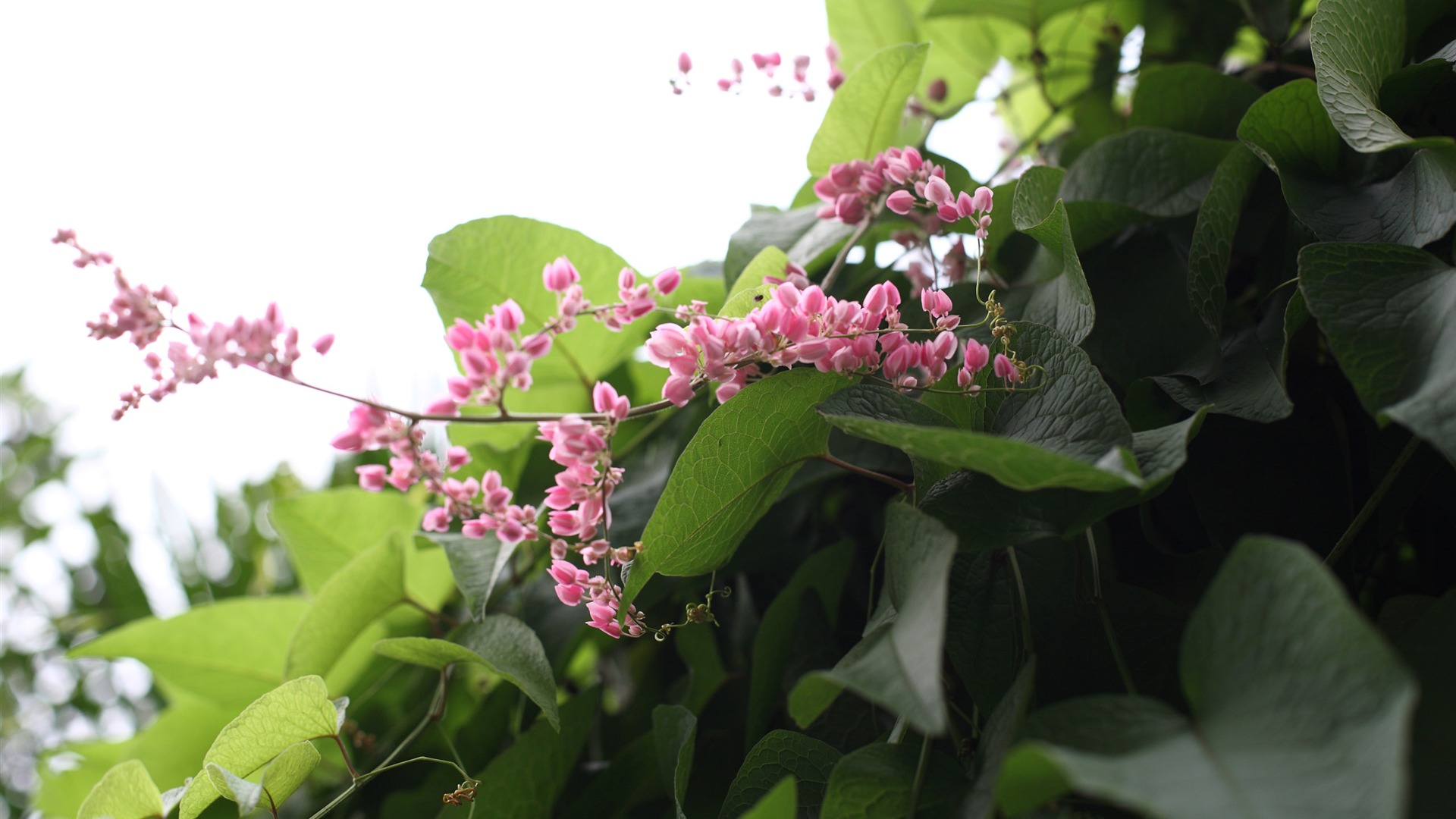 佳能 EOS 5D 樣張壁紙 #2 - 1920x1080