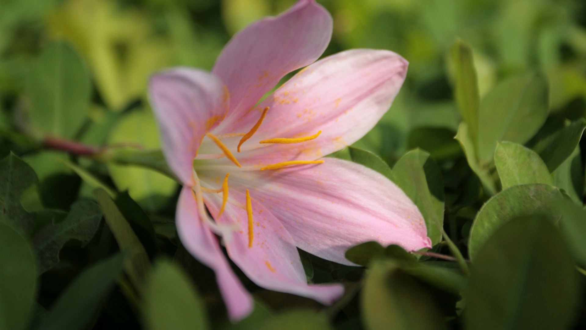 佳能 EOS 5D 样张壁纸 (评测样张)16 - 1920x1080