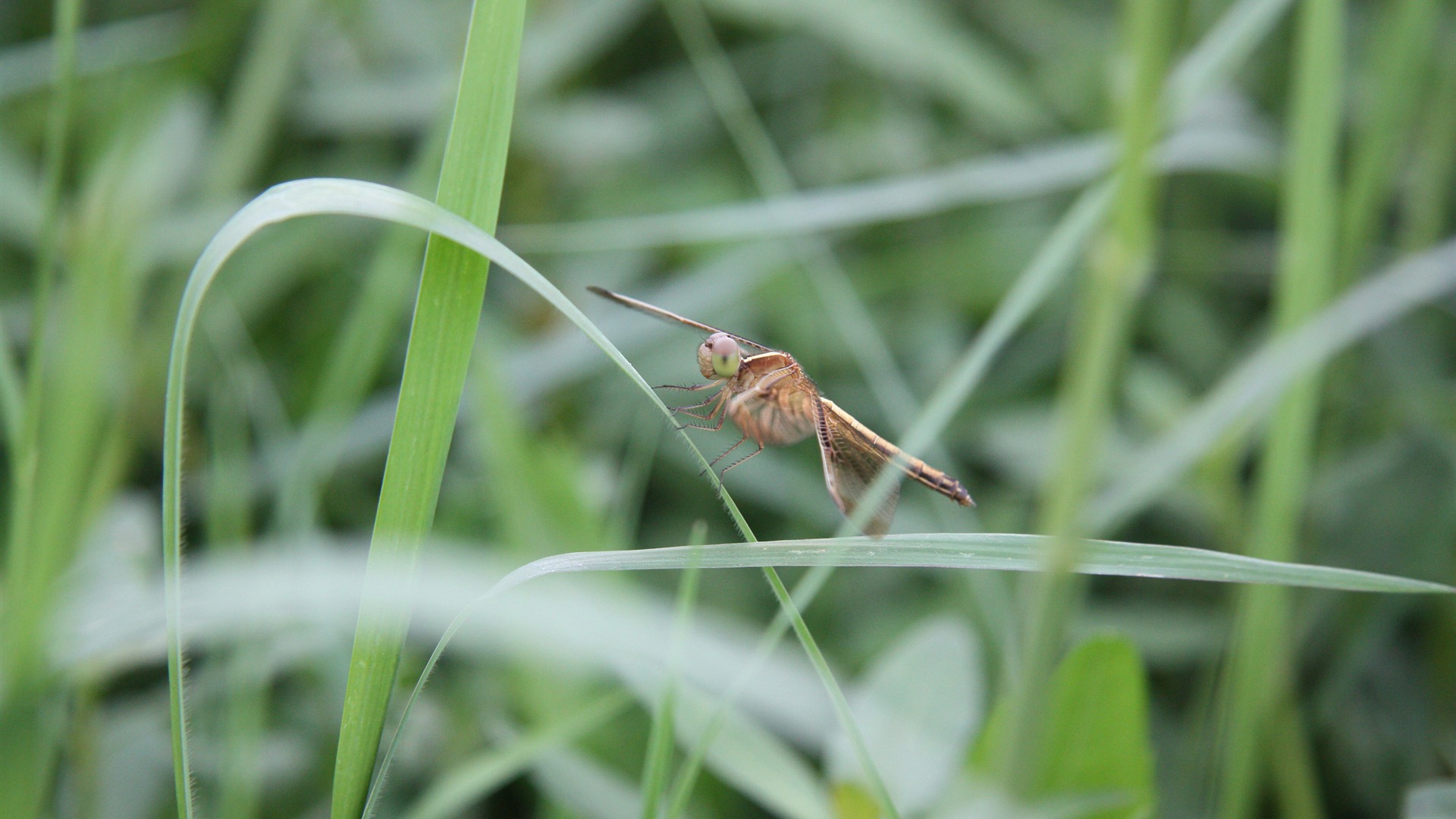 佳能 EOS 450D 样张壁纸 (评测样张)8 - 1920x1080