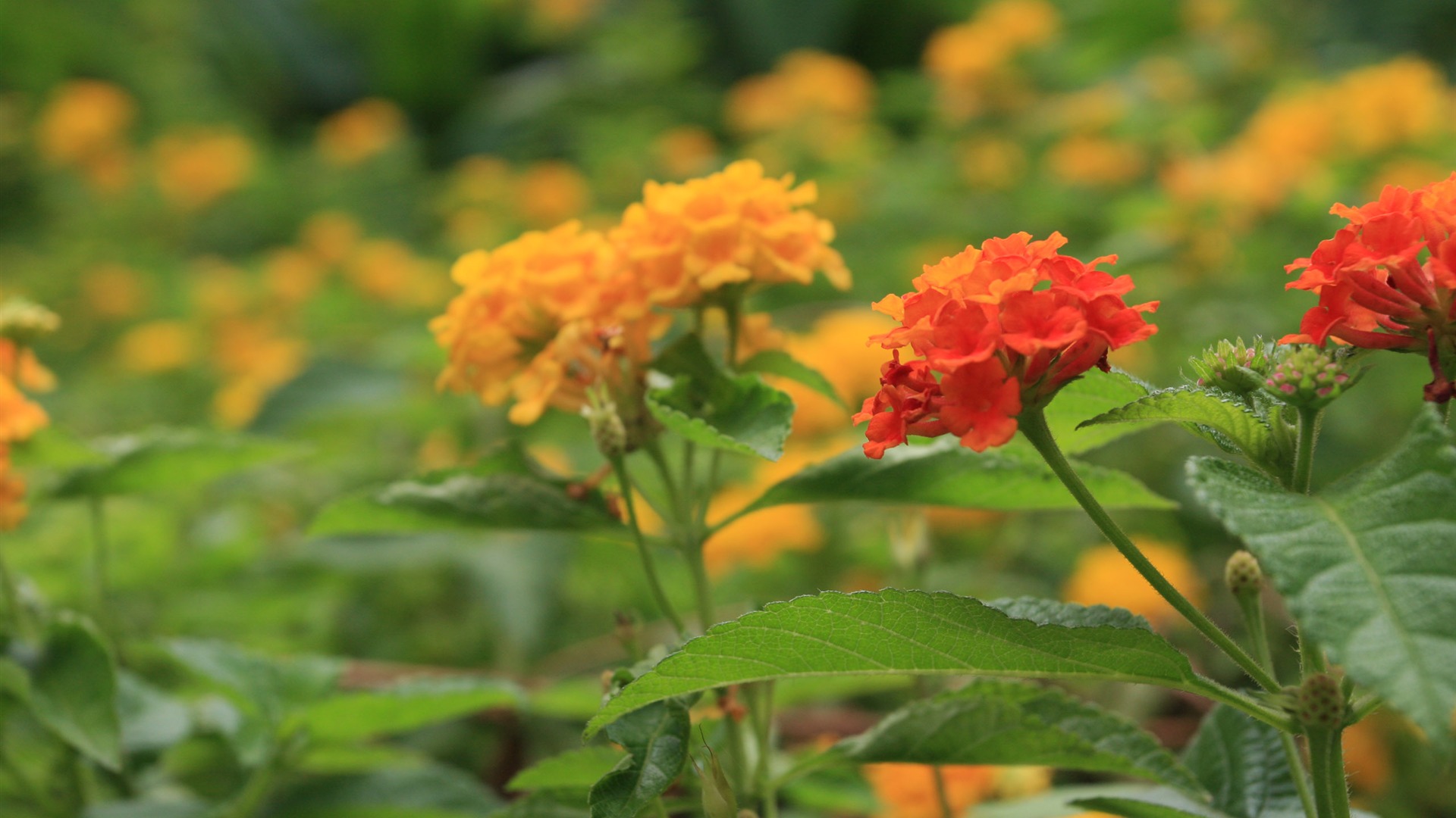 佳能 EOS 40D 样张壁纸 (评测样张)35 - 1920x1080