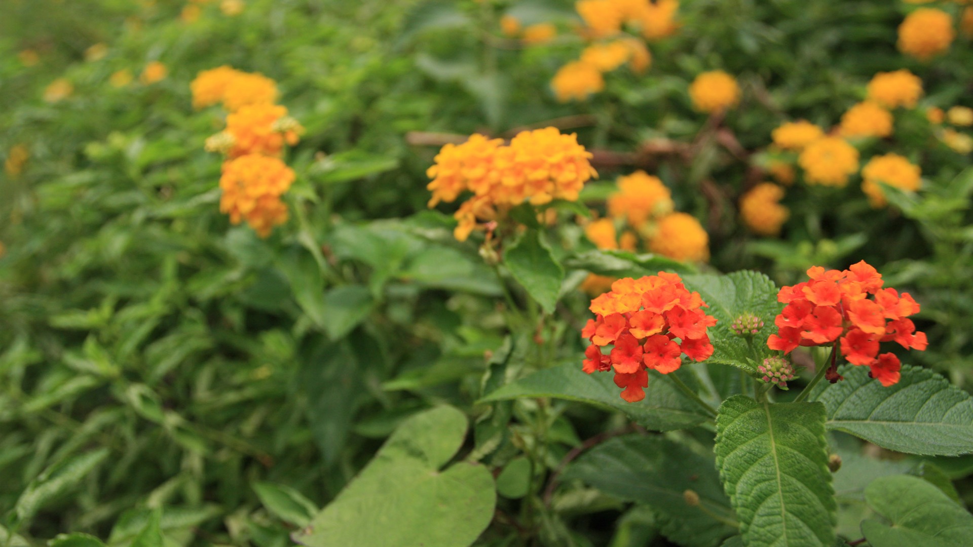 佳能 EOS 40D 样张壁纸 (评测样张)36 - 1920x1080