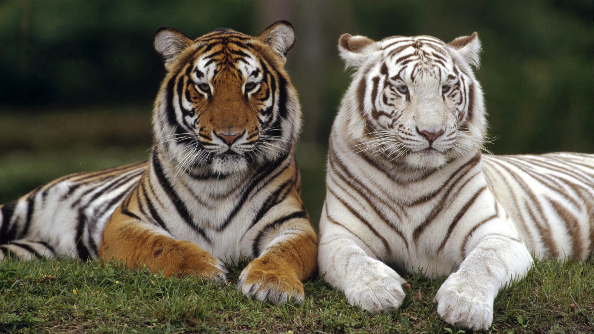 Animal Wallpaper Collection (8) #5 - 1920x1080