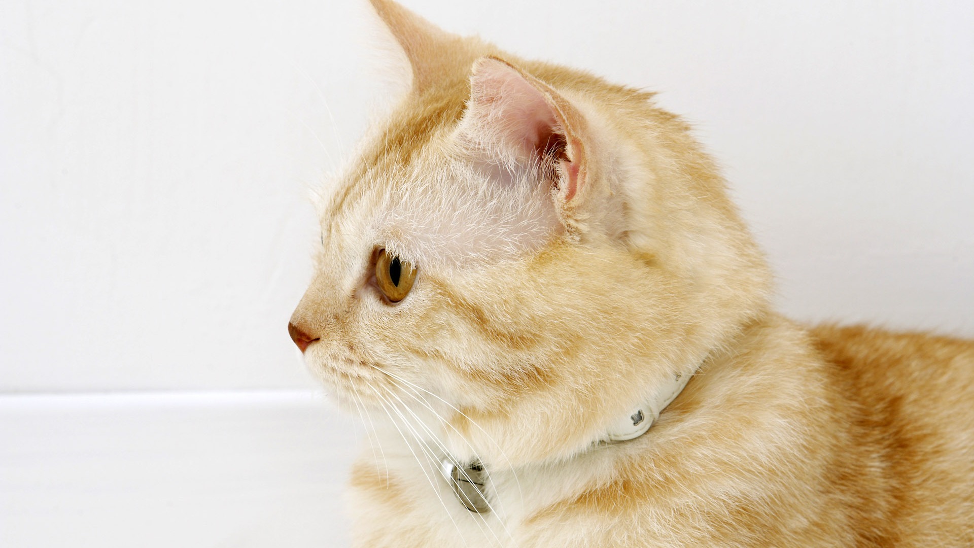 HD papel tapiz lindo gatito #31 - 1920x1080