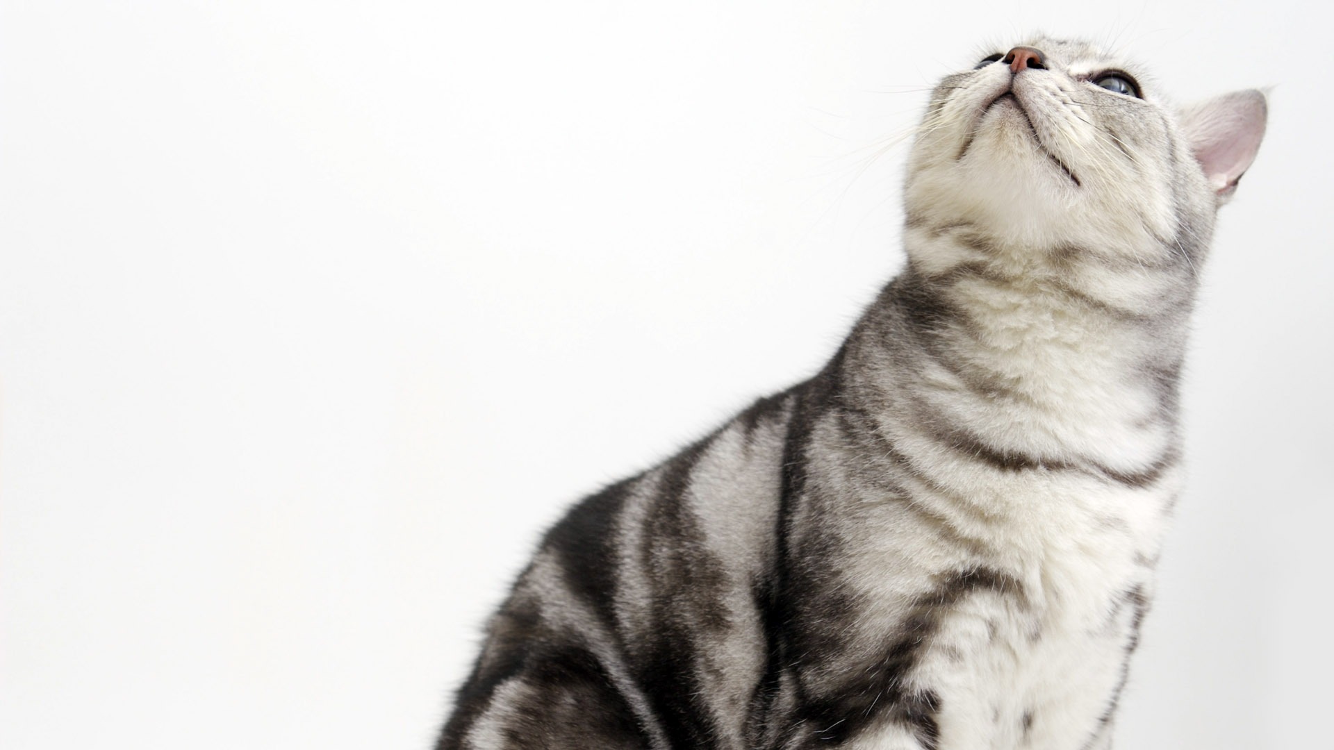  HDのかわいい子猫の壁紙 #36 - 1920x1080