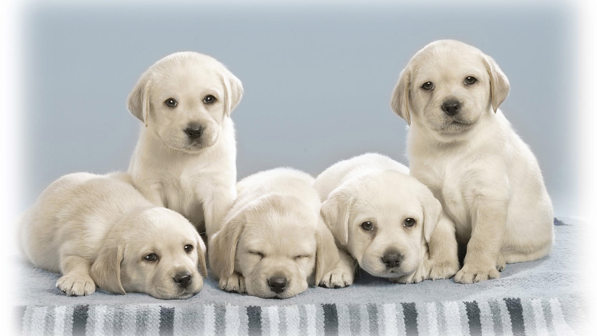 Cute puppy Photo Wallpaper #18 - 1920x1080