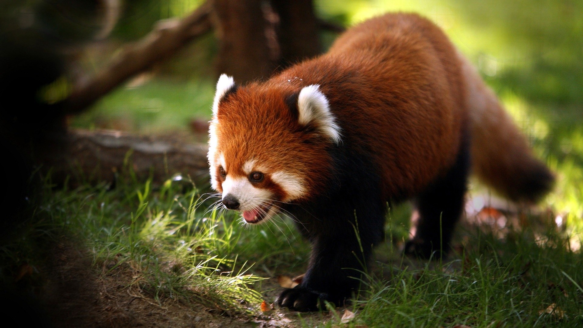 Animals moments wallpaper #9 - 1920x1080