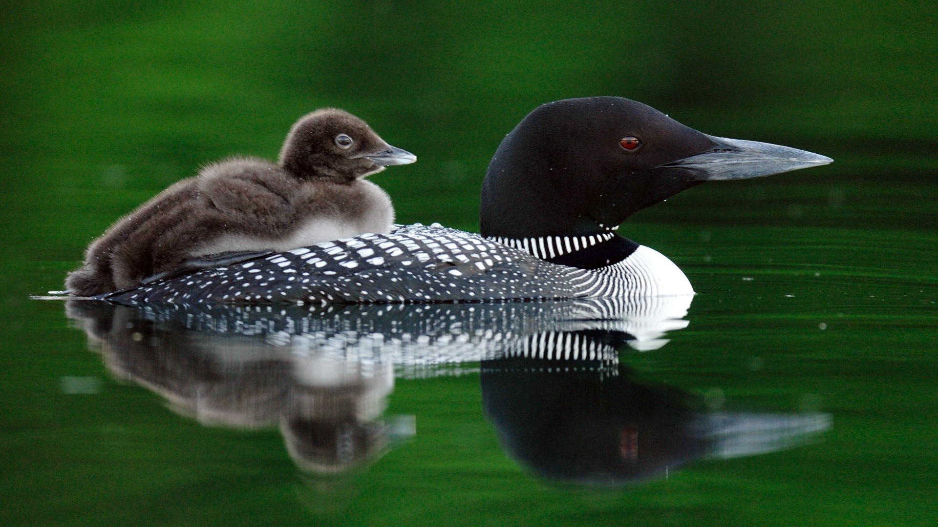 Animals moments wallpaper #19 - 1920x1080