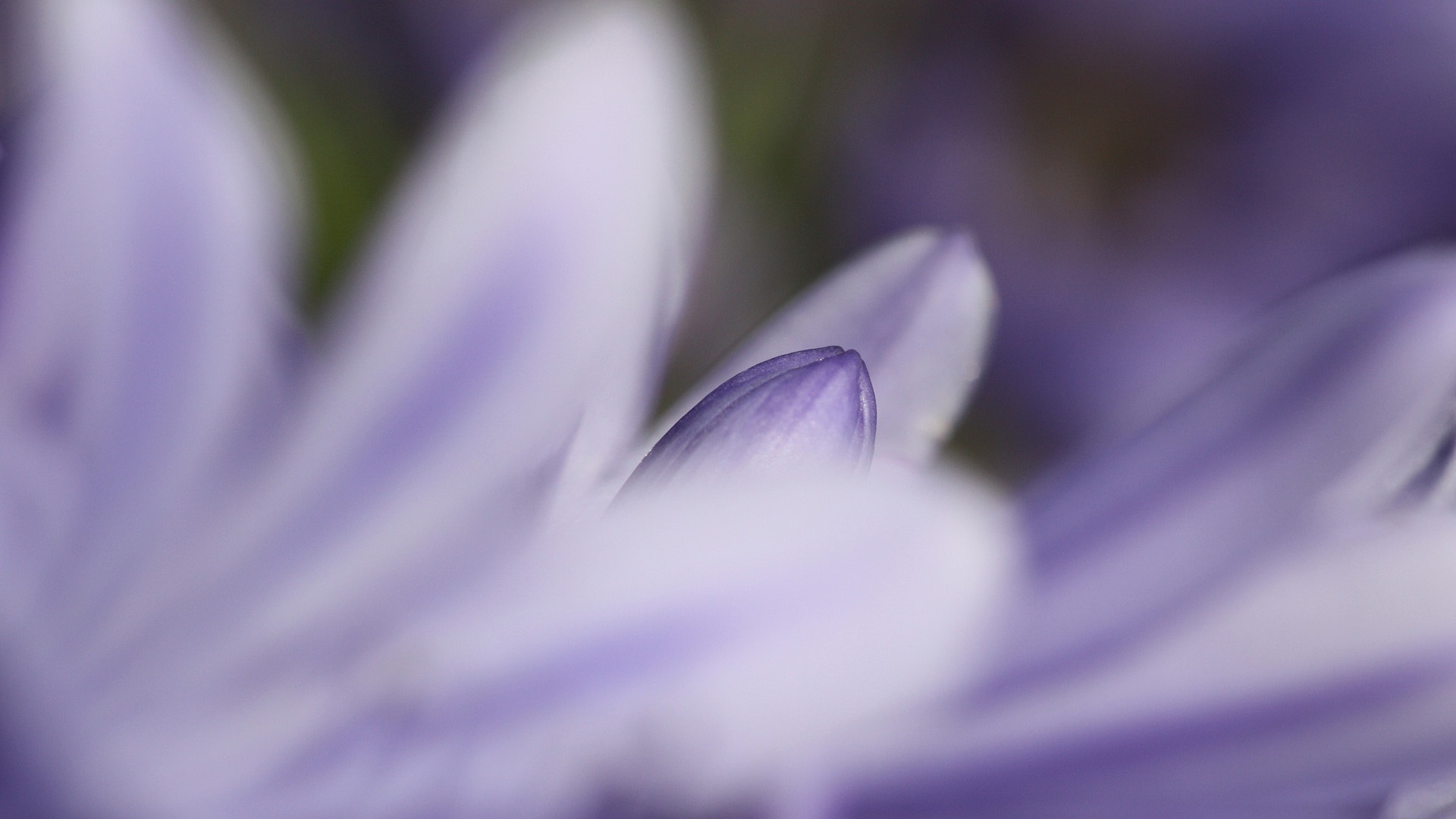 花卉植物生態壁紙 #17 - 1920x1080