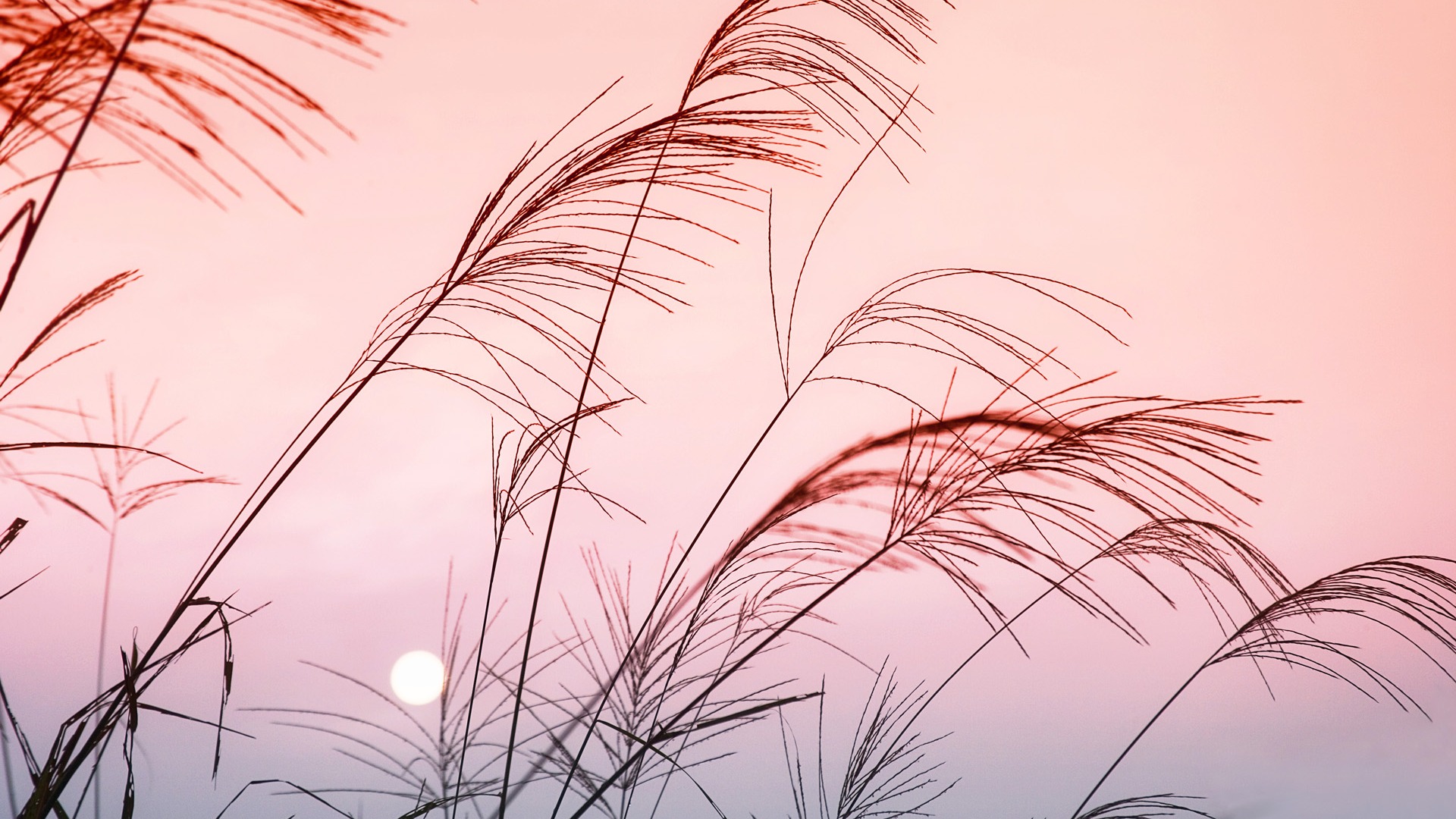 Windows7 官方風景壁紙 #12 - 1920x1080