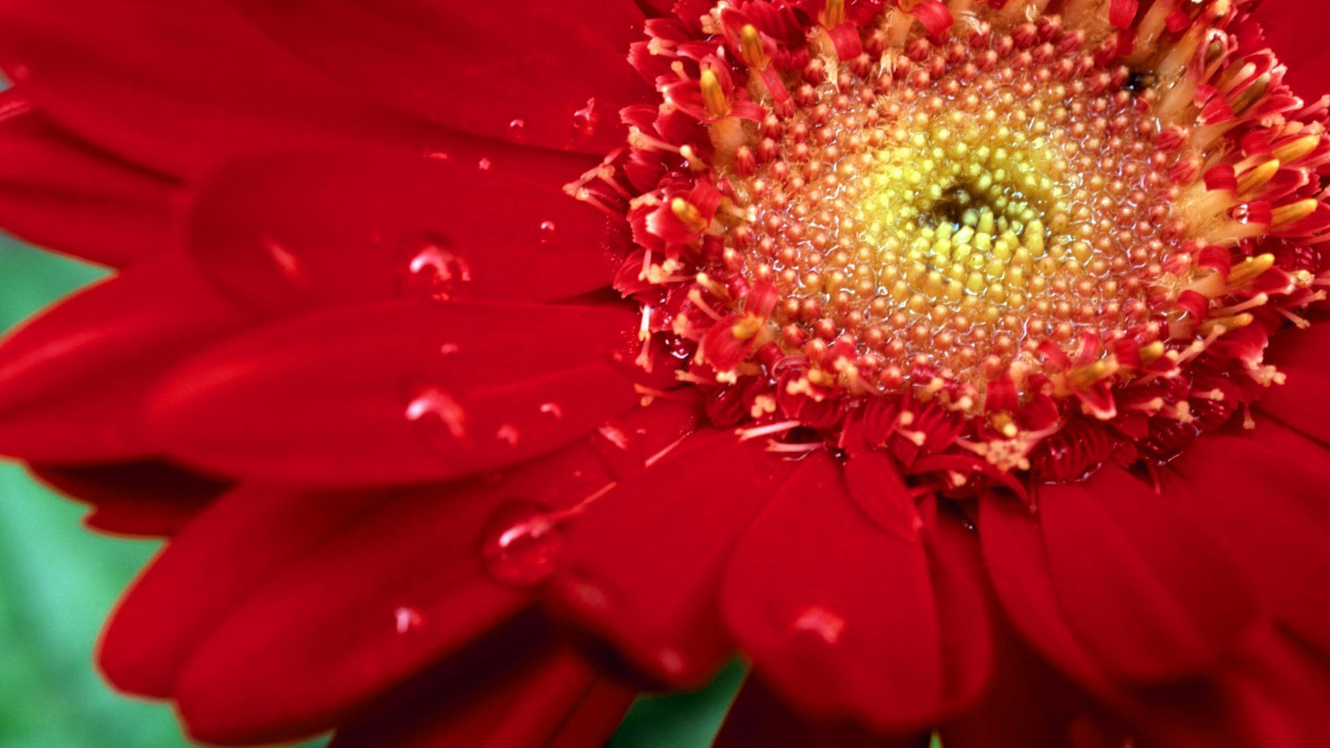 Flowers close-up (4) #17 - 1920x1080