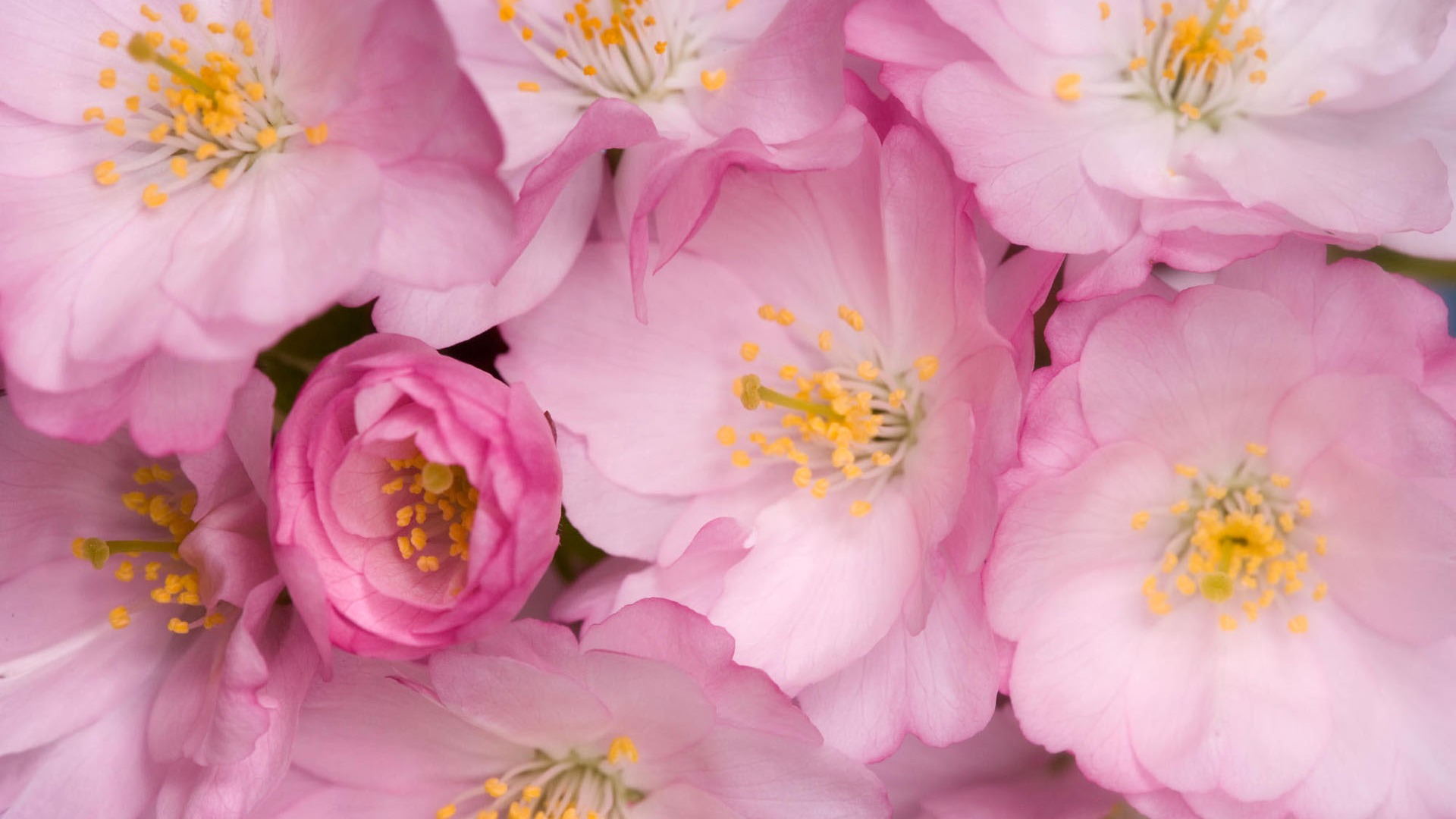 寬屏鮮花特寫壁紙 #4 - 1920x1080
