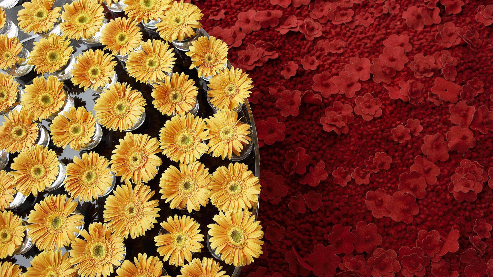 fleurs fond d'écran Widescreen close-up #21 - 1920x1080