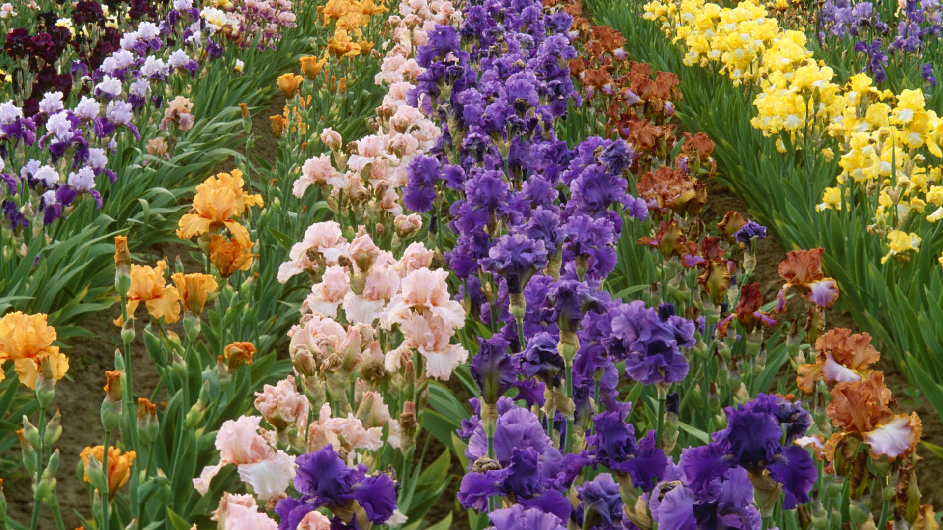 fleurs fond d'écran Widescreen close-up #38 - 1920x1080