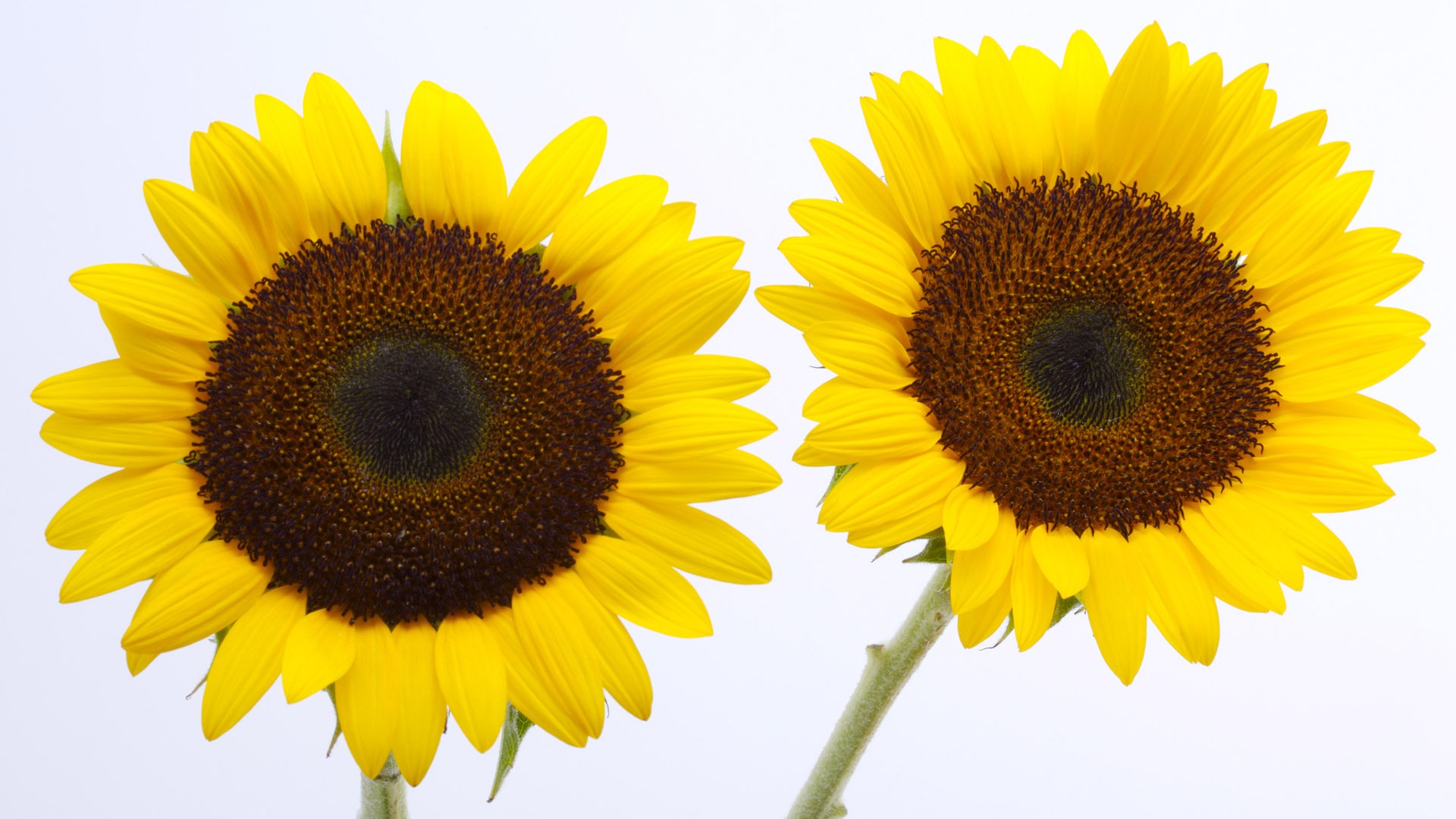 Soleado foto de girasol HD Wallpapers #6 - 1920x1080