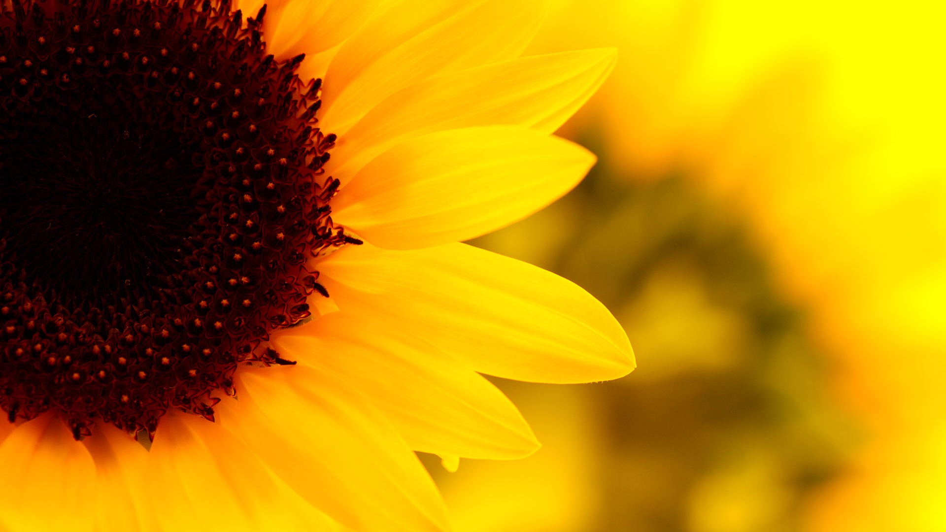 Sunny sunflower photo HD Wallpapers #10 - 1920x1080