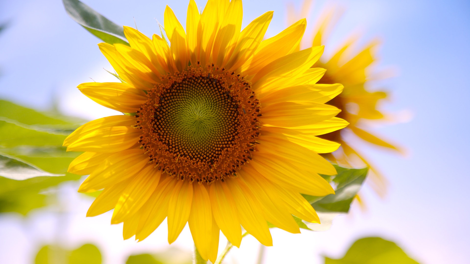 Soleado foto de girasol HD Wallpapers #14 - 1920x1080