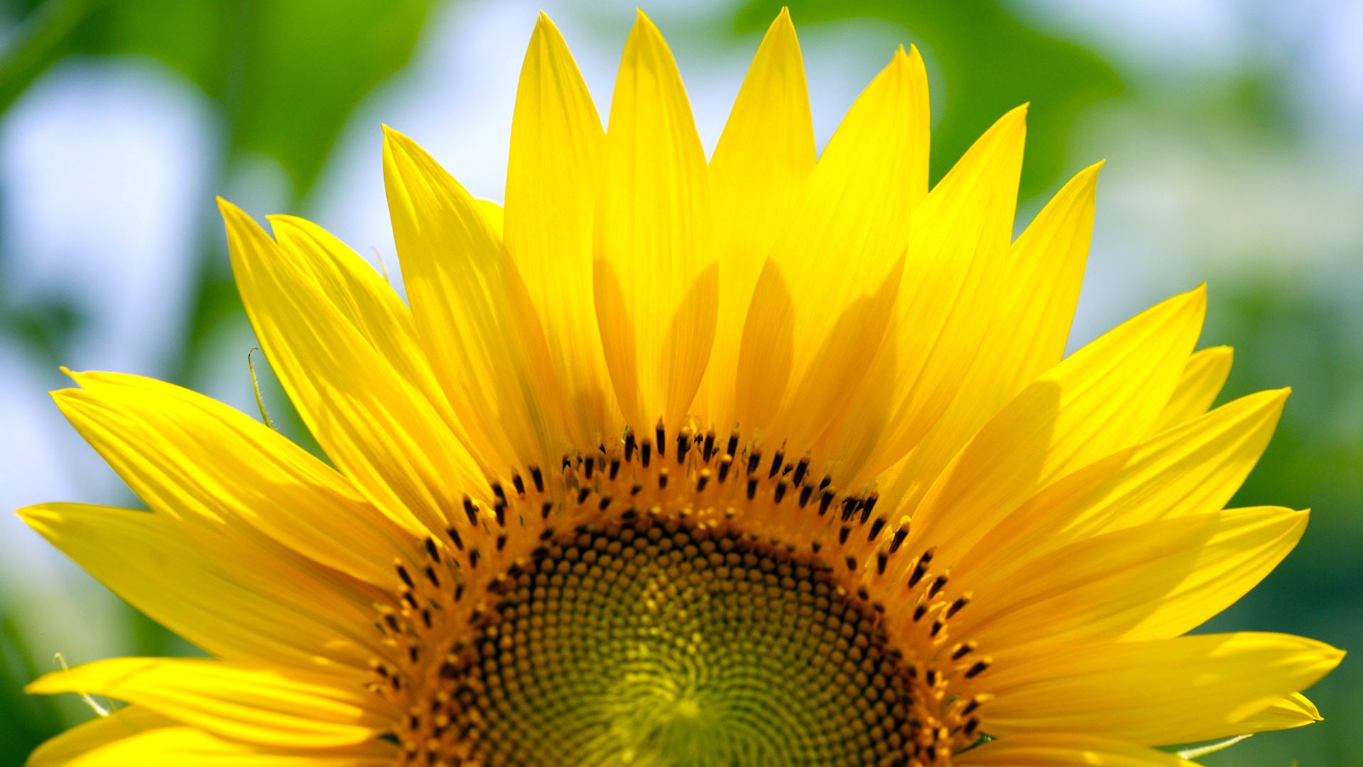 Sunny slunečnice foto HD Tapety na plochu #20 - 1920x1080