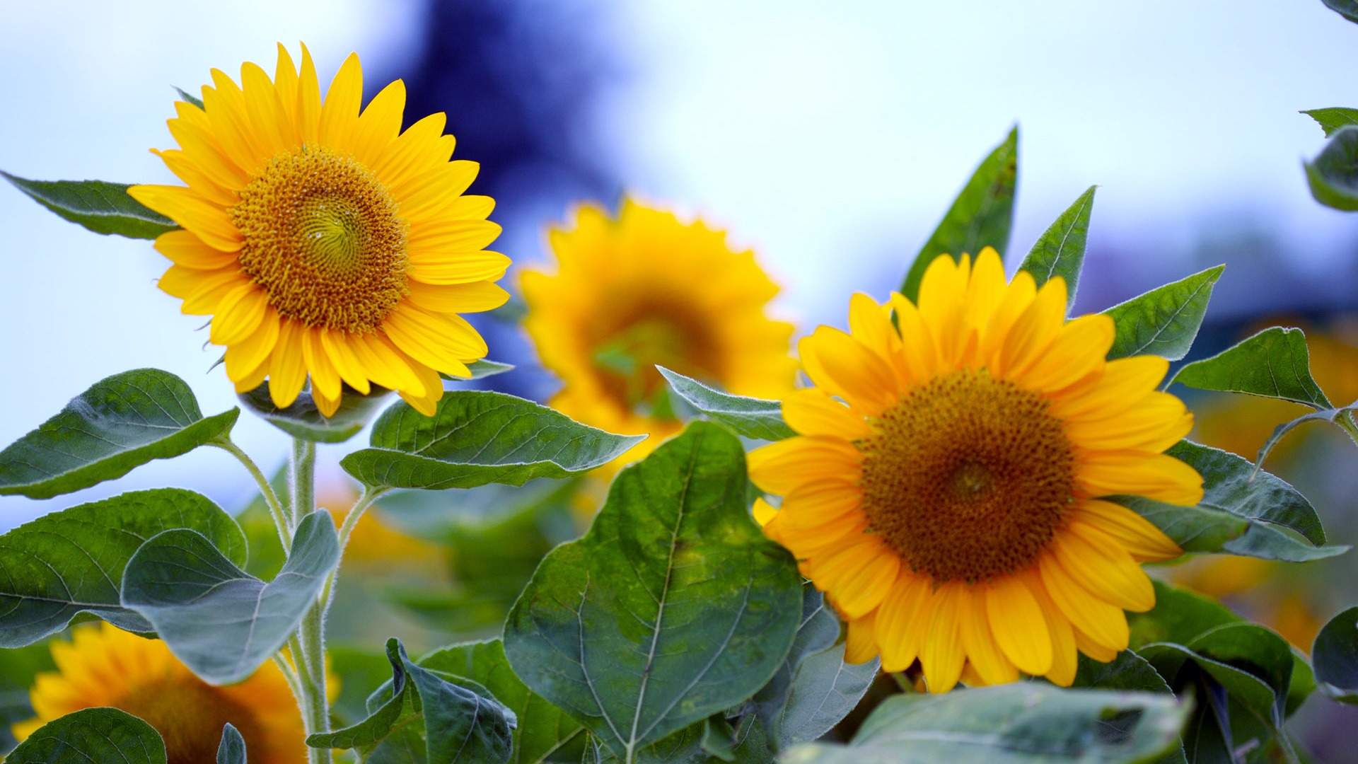 Sunny sunflower photo HD Wallpapers #23 - 1920x1080