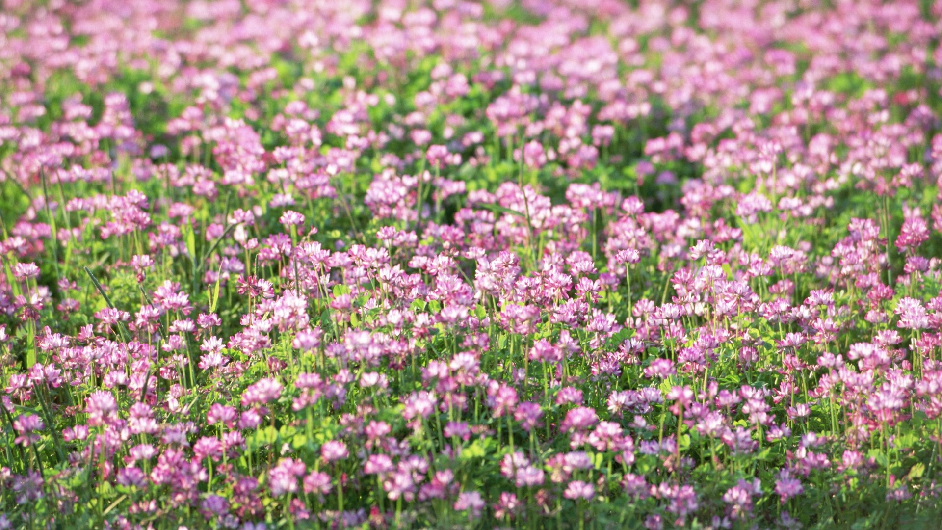 清新風格花卉攝影壁紙 #5 - 1920x1080