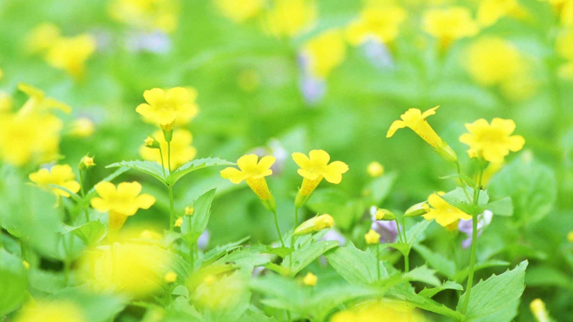 フレッシュスタイルの花の壁紙 #27 - 1920x1080