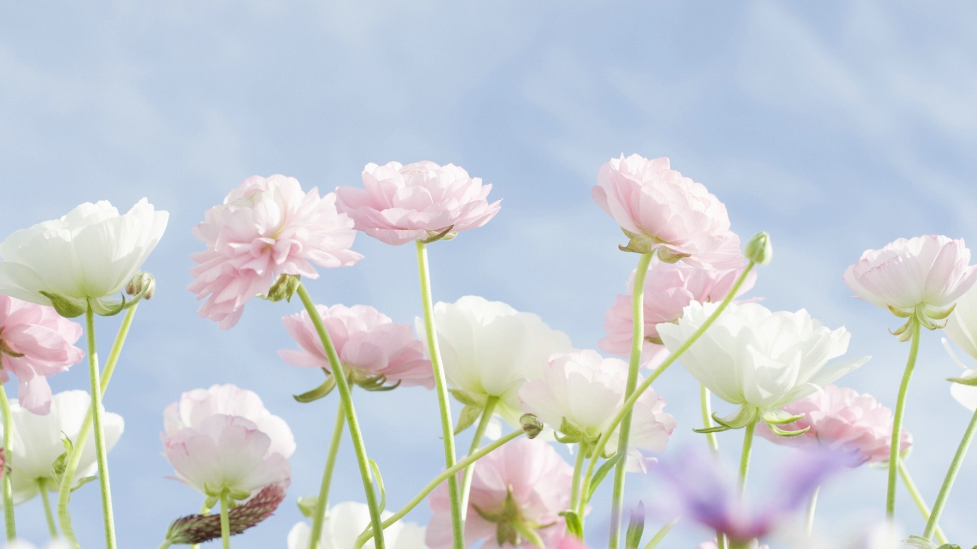 Fresh style Flowers Wallpapers #31 - 1920x1080