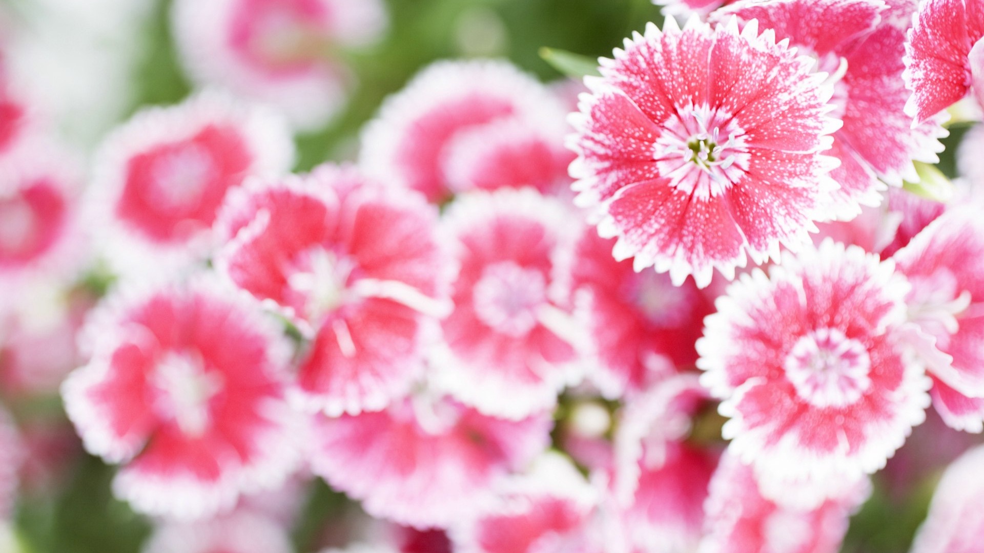 Fresh style Flowers Wallpapers #36 - 1920x1080