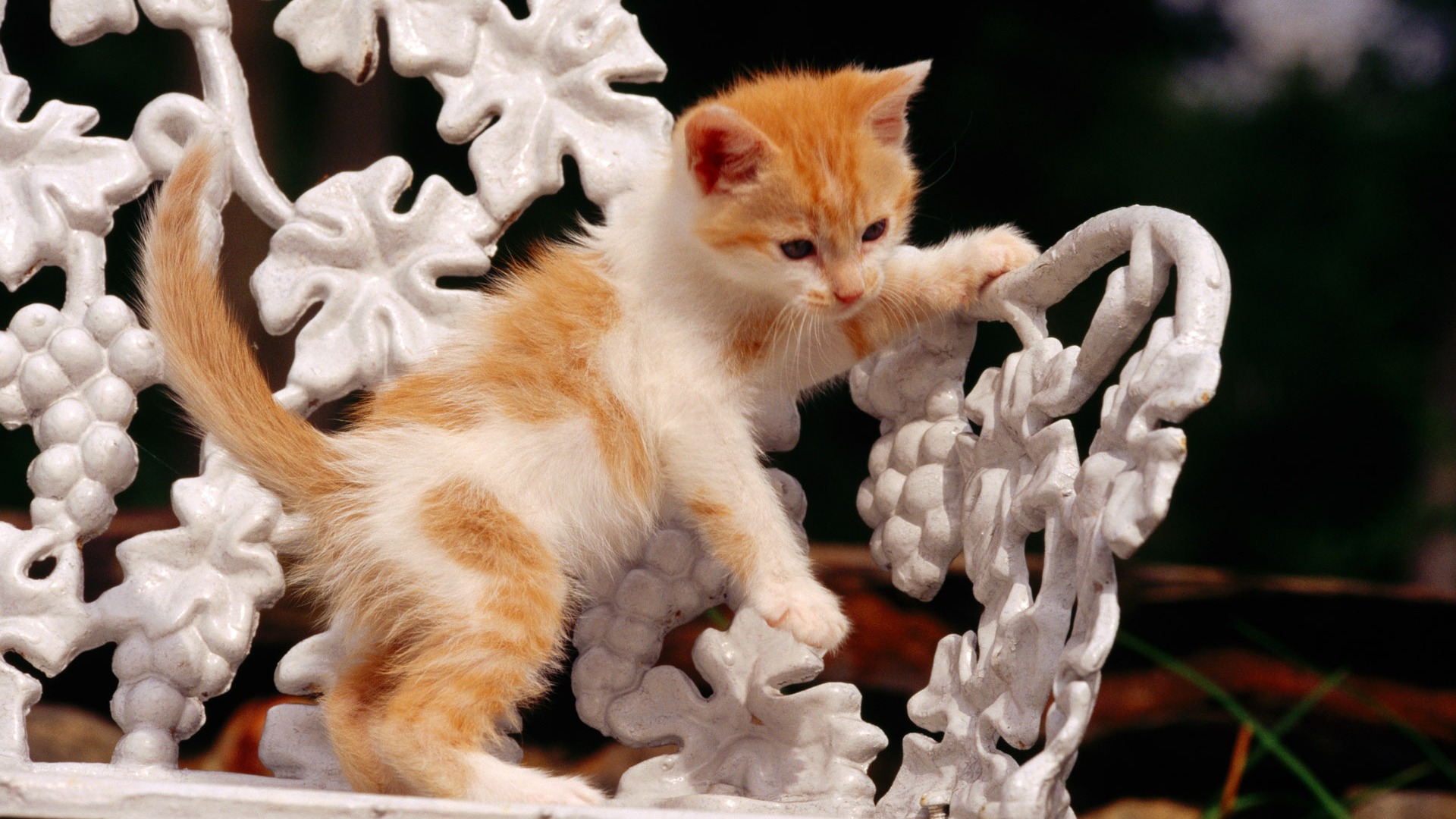 HD Wallpaper cute cat Foto #9 - 1920x1080