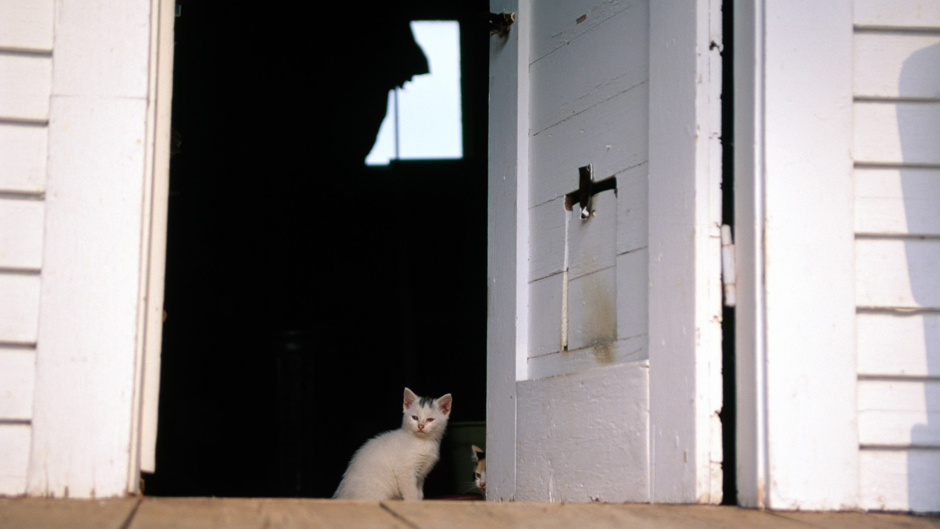 의 HD 벽지 귀여운 고양이 사진 #36 - 1920x1080