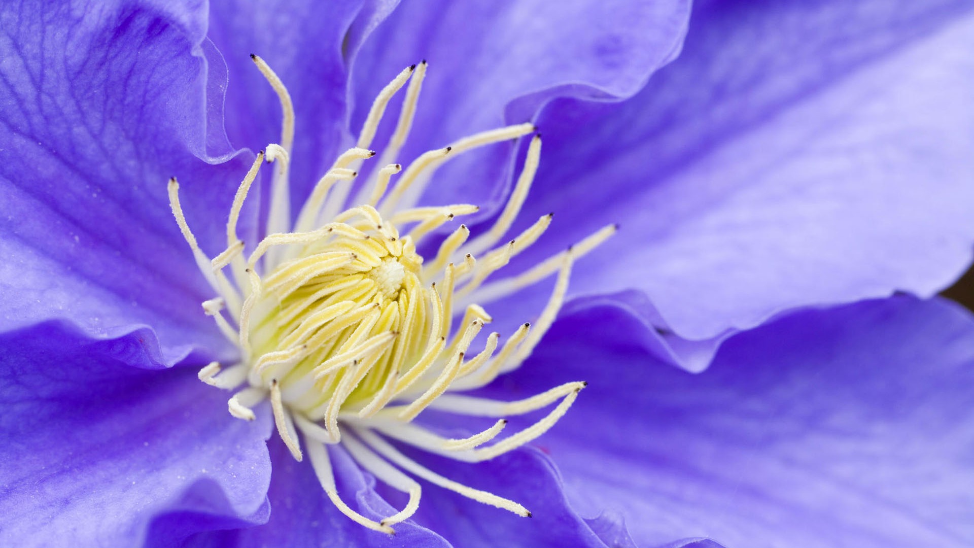 盛開鮮花 高清壁紙 #27 - 1920x1080