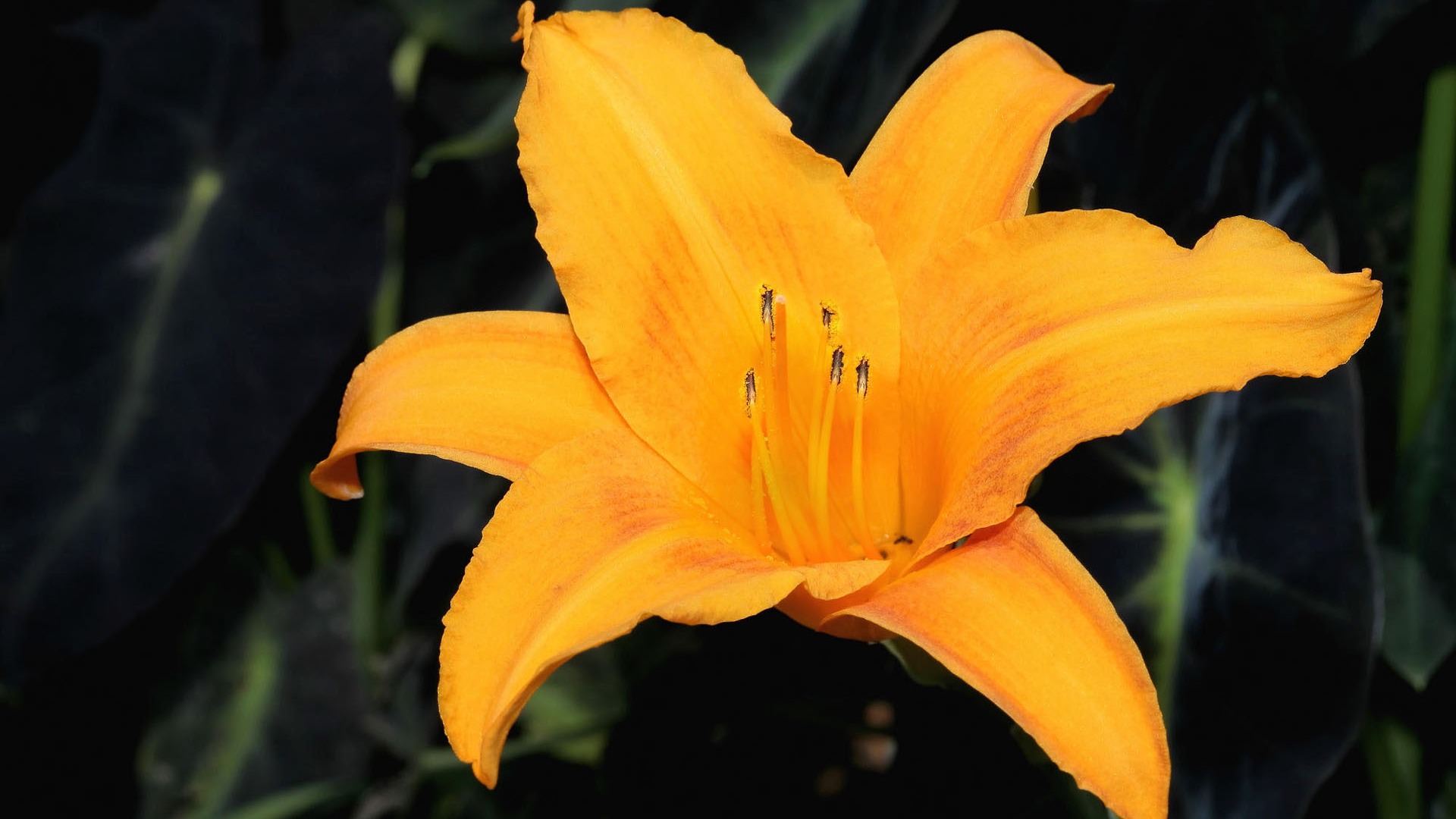 盛開鮮花 高清壁紙 #36 - 1920x1080