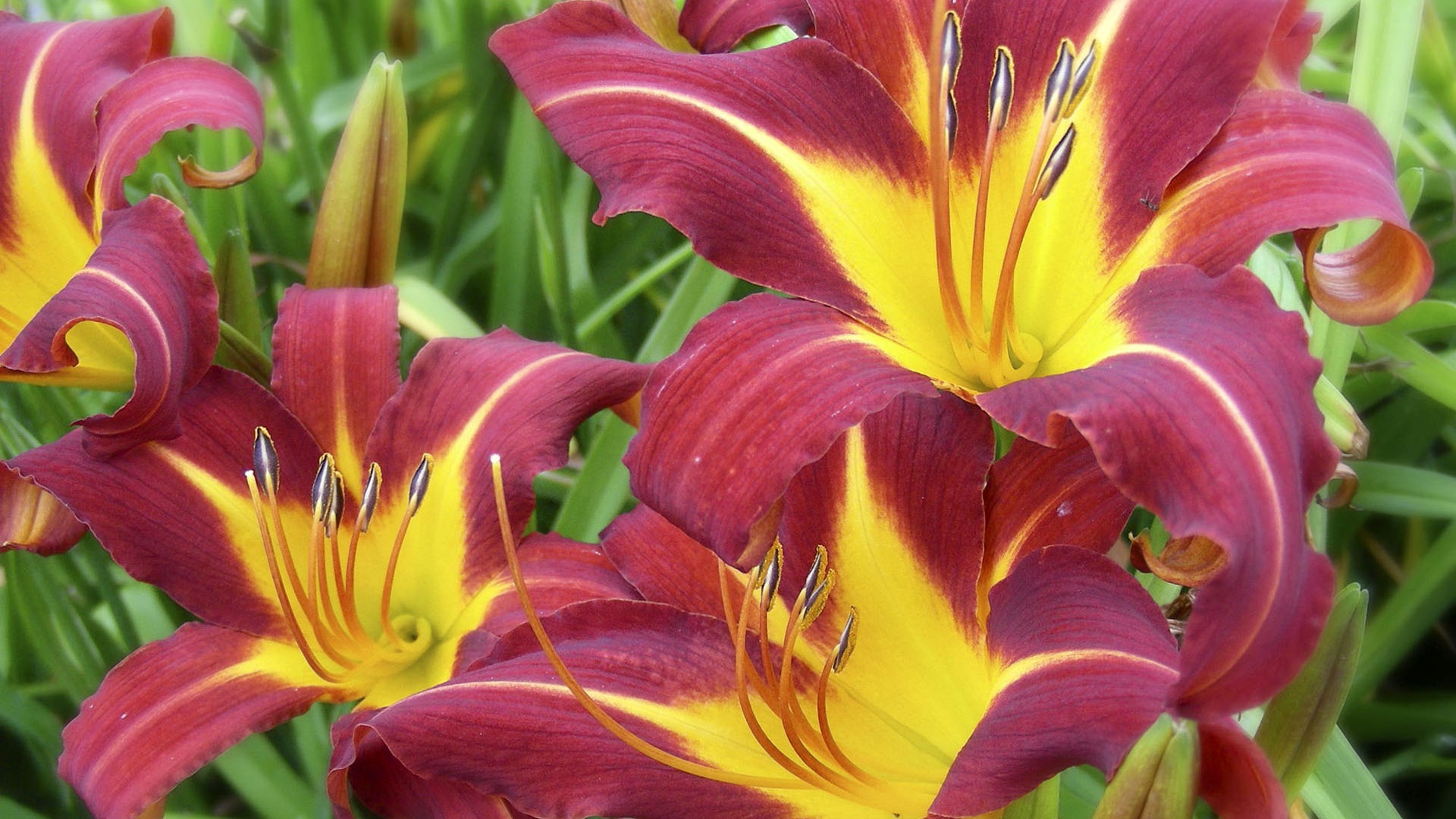 盛開鮮花 高清壁紙 #37 - 1920x1080