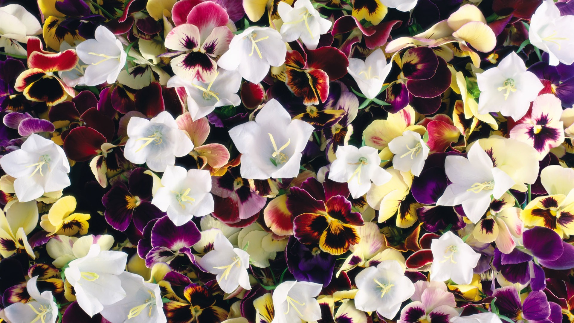 아름다운 꽃으로 배경 화면을 둘러싸 #8 - 1920x1080