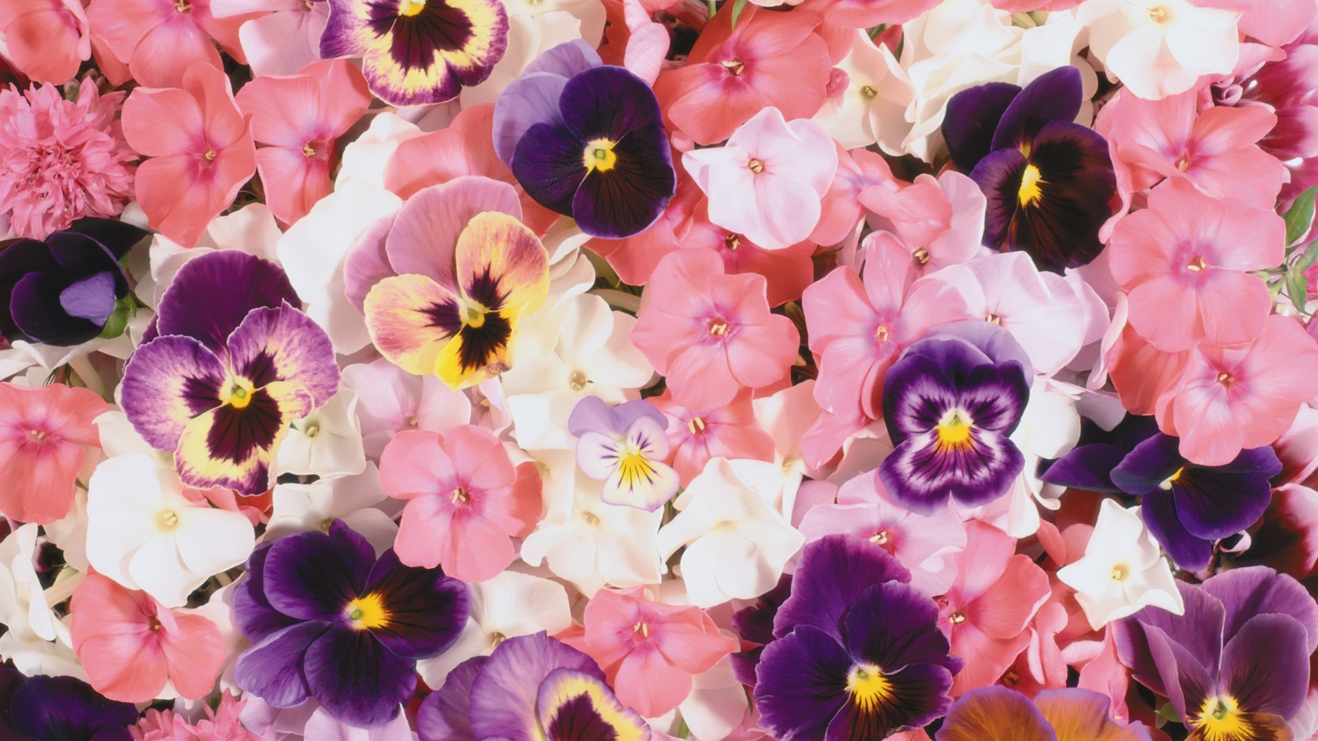 아름다운 꽃으로 배경 화면을 둘러싸 #19 - 1920x1080
