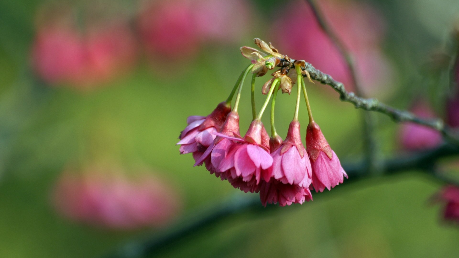 Personal Flowers HD Wallpapers #35 - 1920x1080