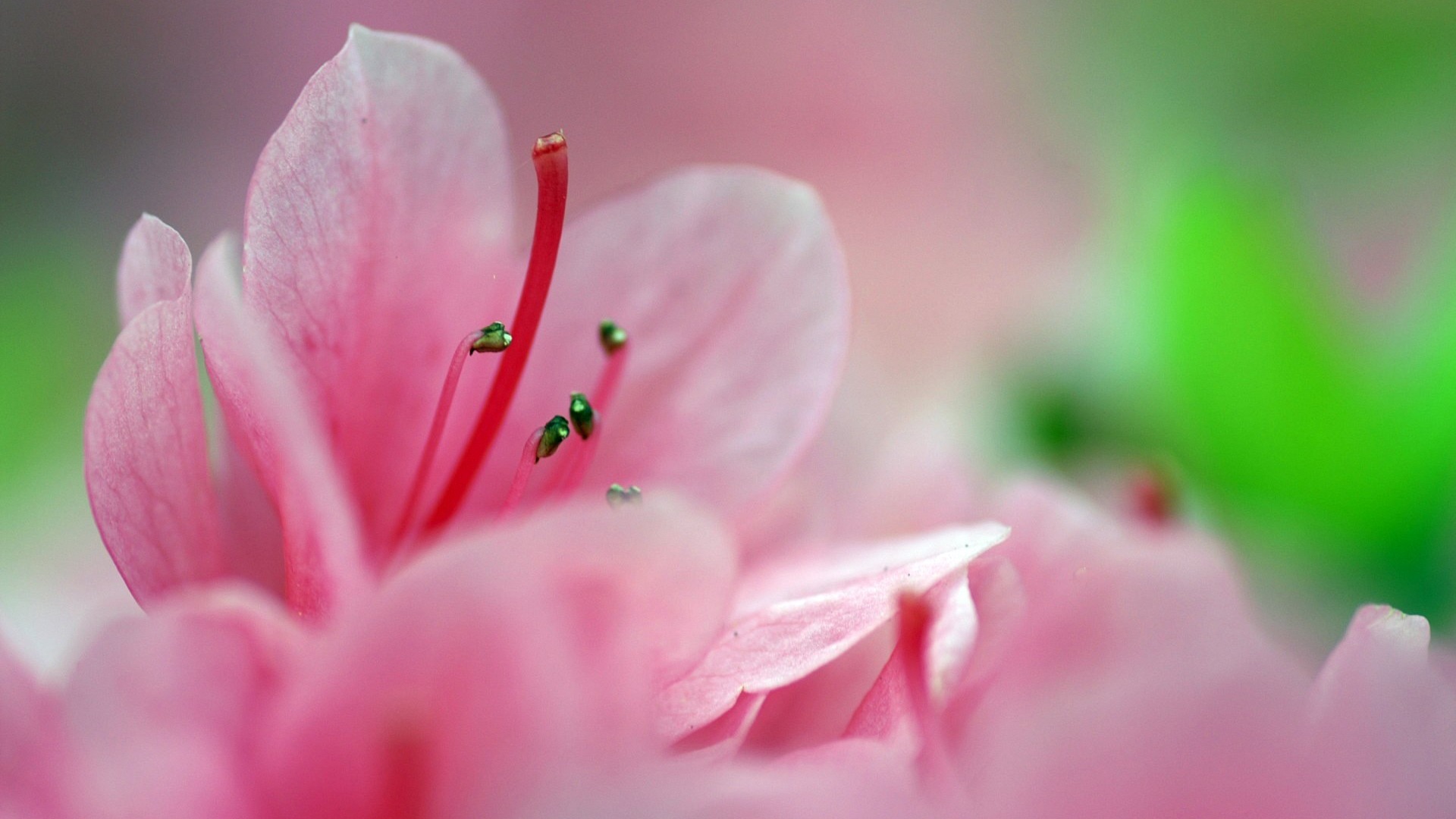 個人花卉攝影高清壁紙 #46 - 1920x1080