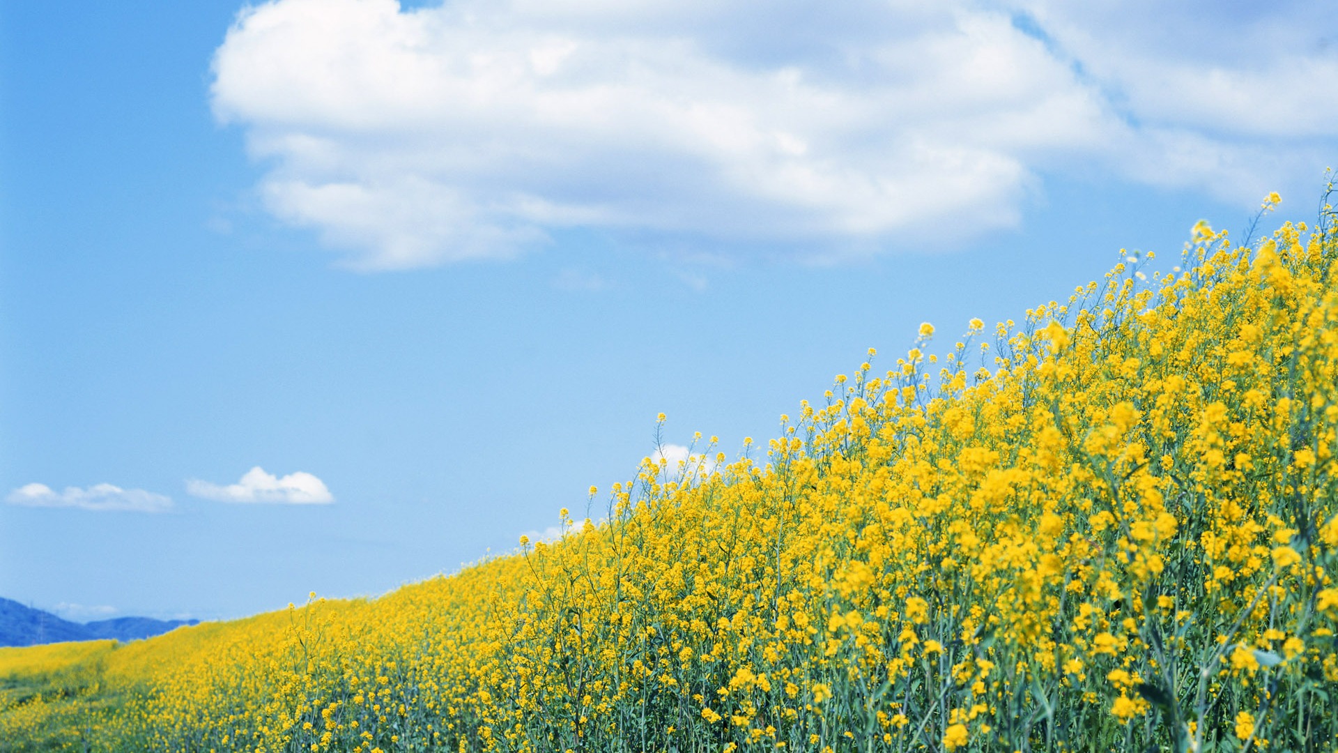 Blauer Himmel, weiße Wolken und Blumen Wallpaper #3 - 1920x1080