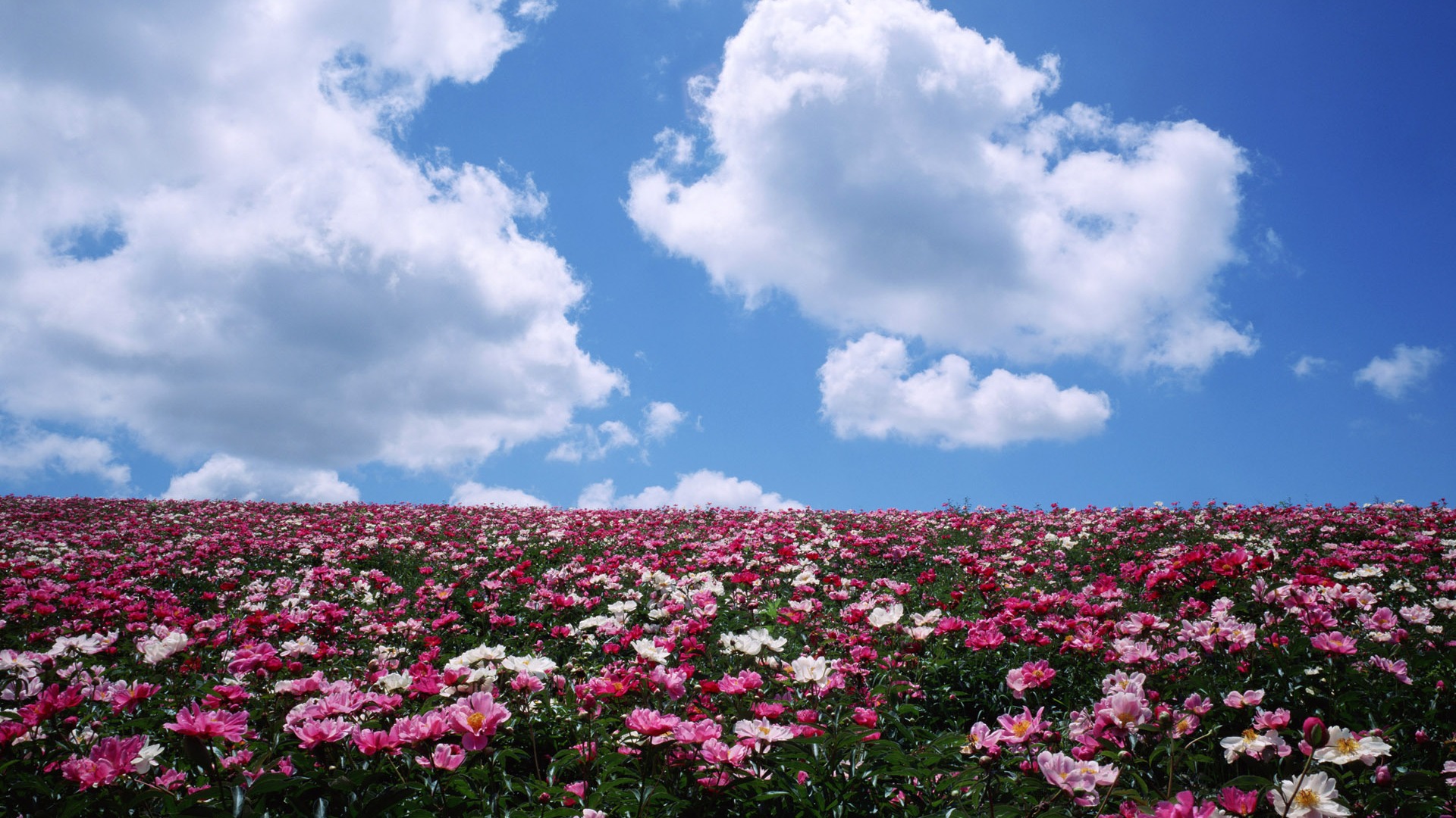 Blauer Himmel, weiße Wolken und Blumen Wallpaper #4 - 1920x1080