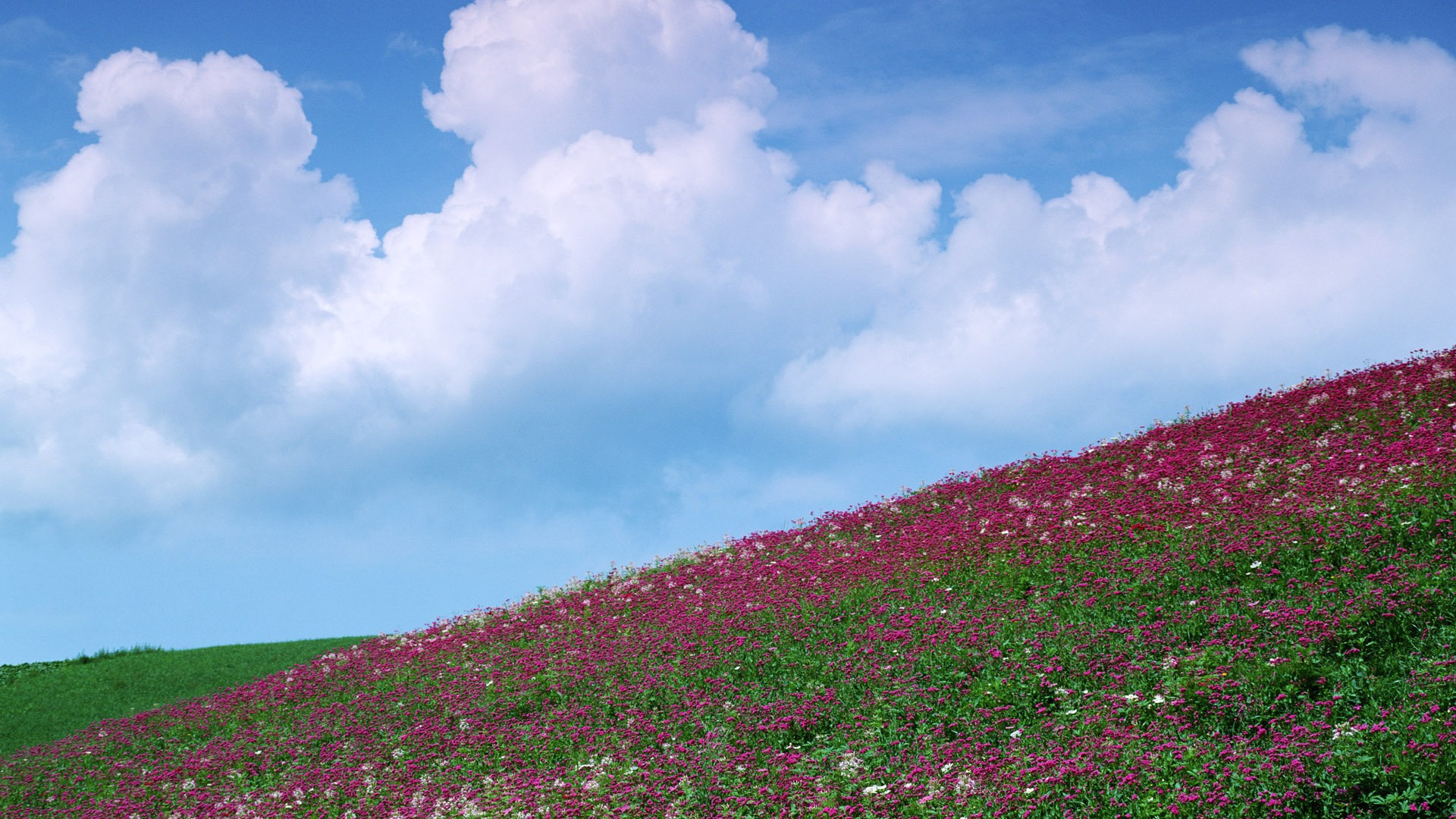 Blauer Himmel, weiße Wolken und Blumen Wallpaper #13 - 1920x1080