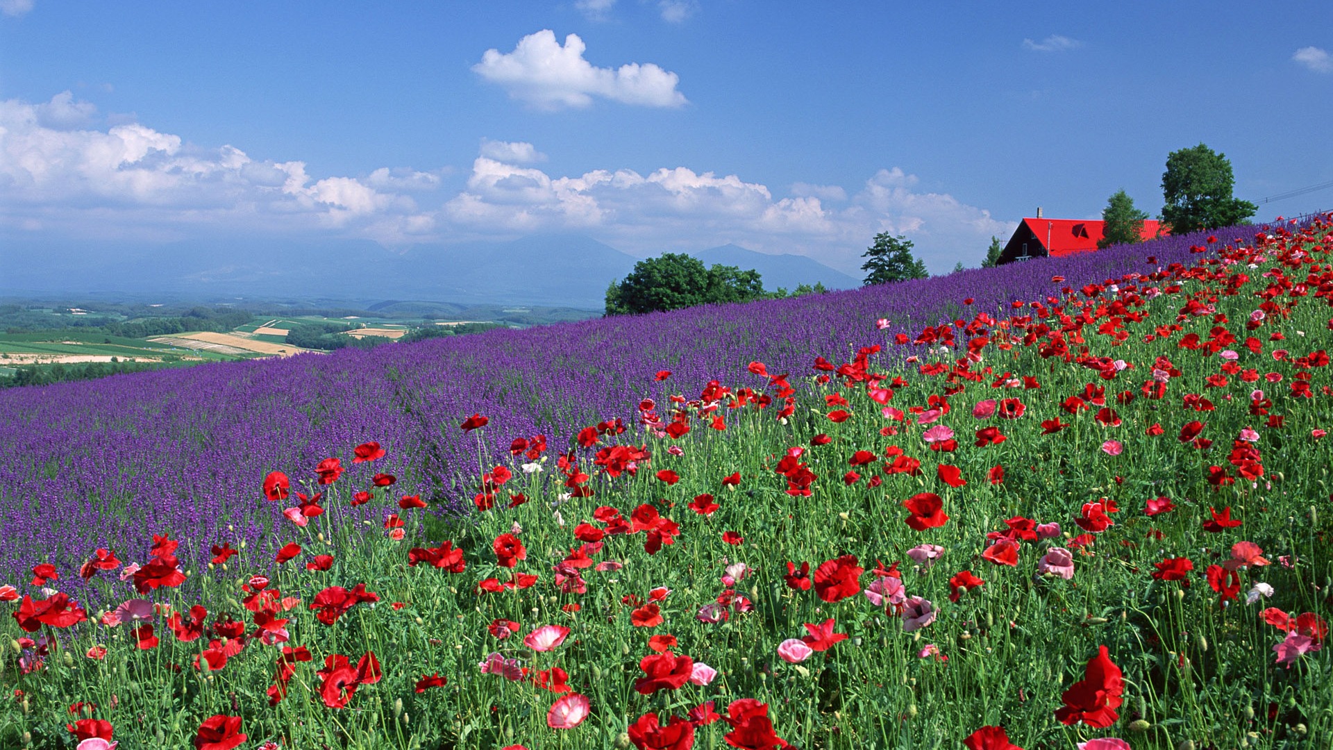 Blauer Himmel, weiße Wolken und Blumen Wallpaper #20 - 1920x1080