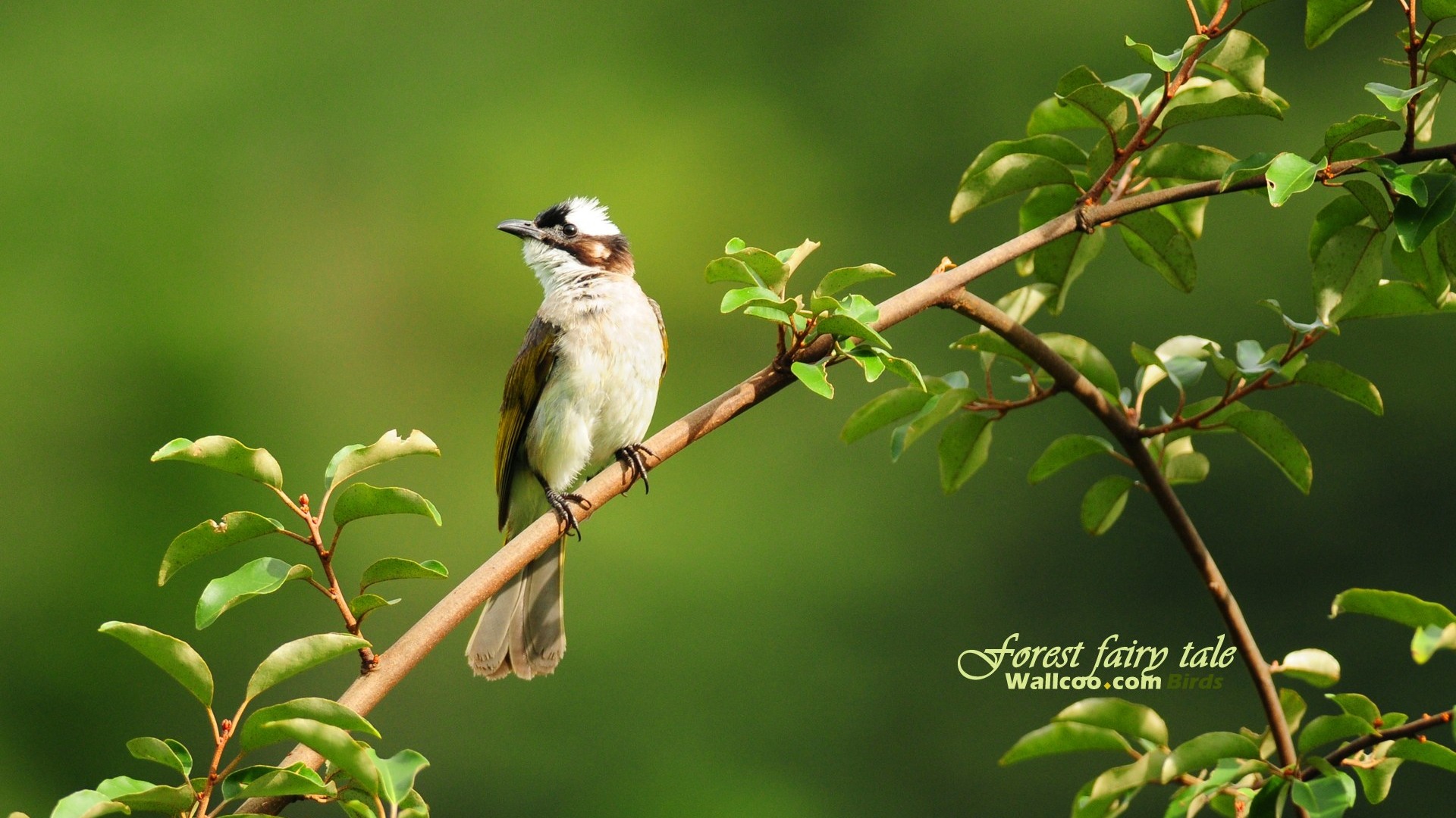 Lovely spring bird wallpaper #9 - 1920x1080