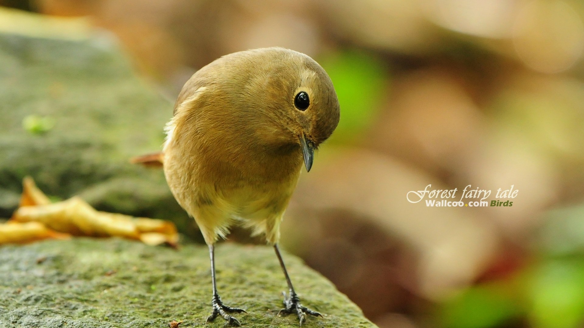 素敵な春の鳥の壁紙 #25 - 1920x1080