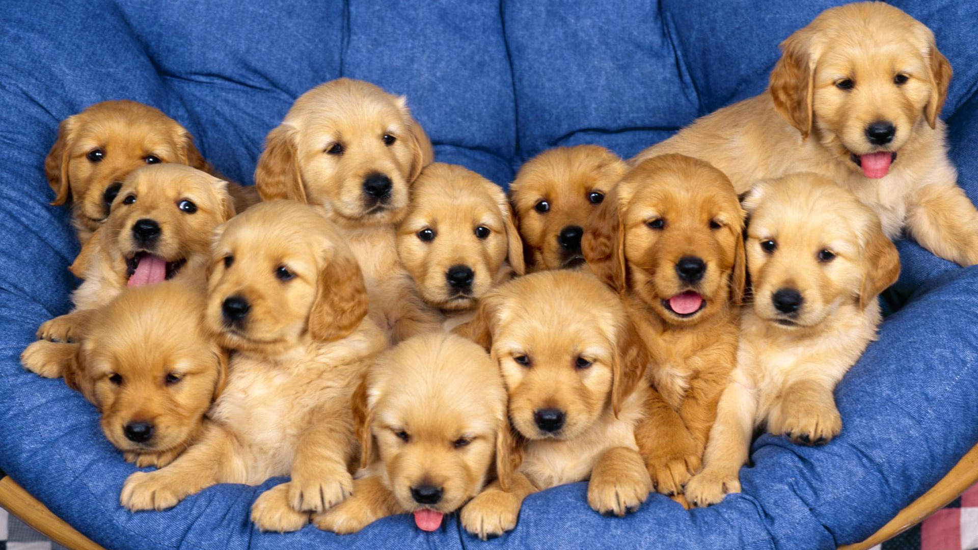 Puppy Photo fonds d'écran HD (1) #3 - 1920x1080