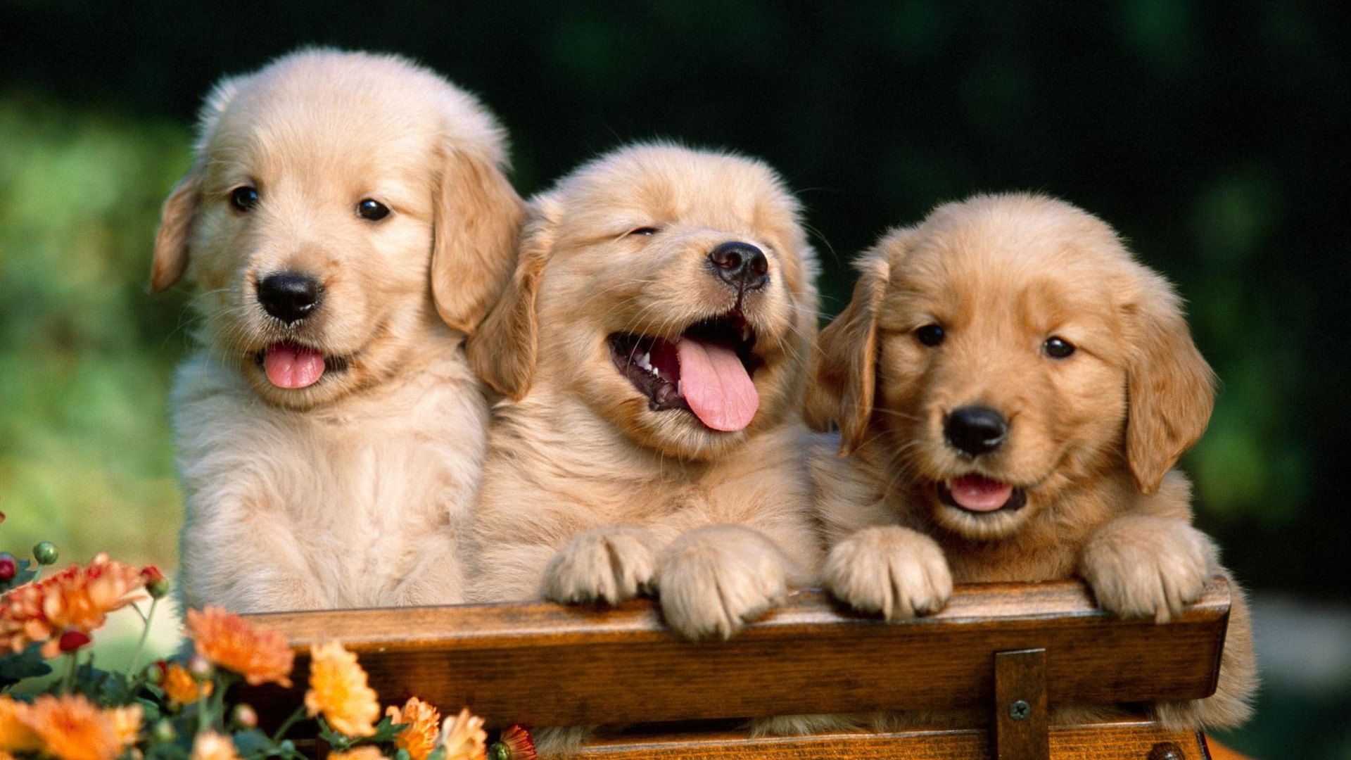 Puppy Photo HD Wallpaper (1) #9 - 1920x1080